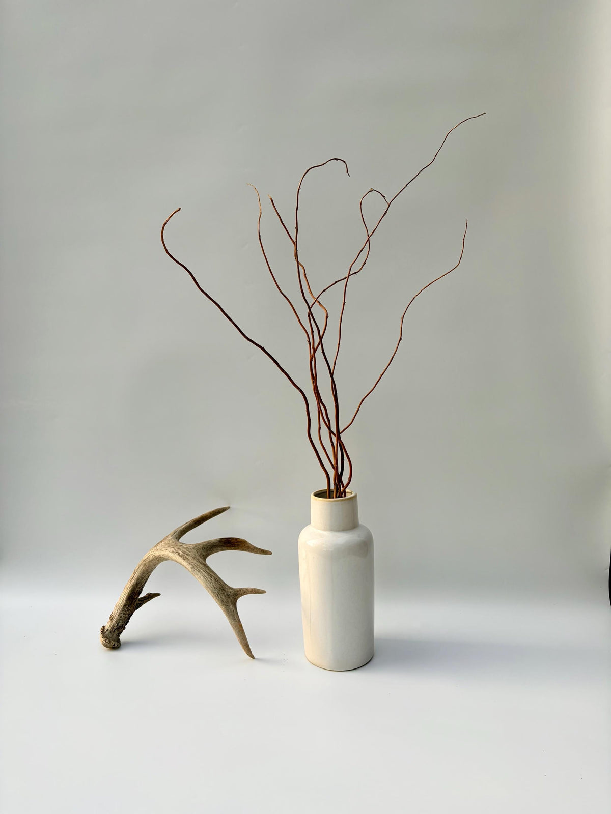 Deer Antler - White-tailed deer Antler. Wild antler for Decor, Design, and More.