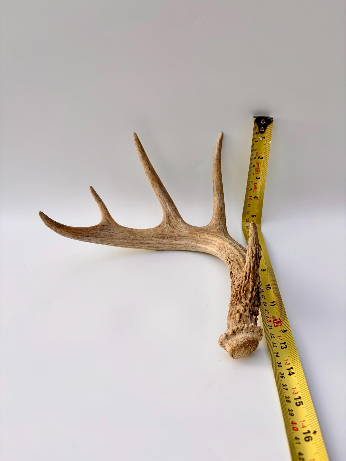 Deer Antler - White-tailed deer Antler. Wild antler for Decor, Design, and More.