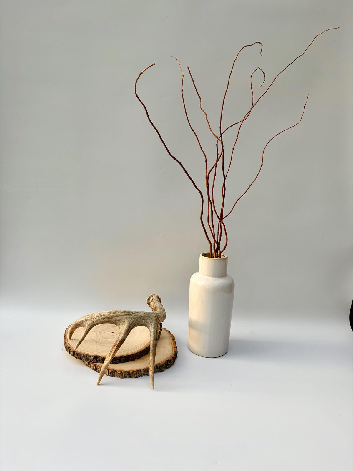 Deer Antler - White-tailed deer Antler. Wild antler for Decor, Design, and More.
