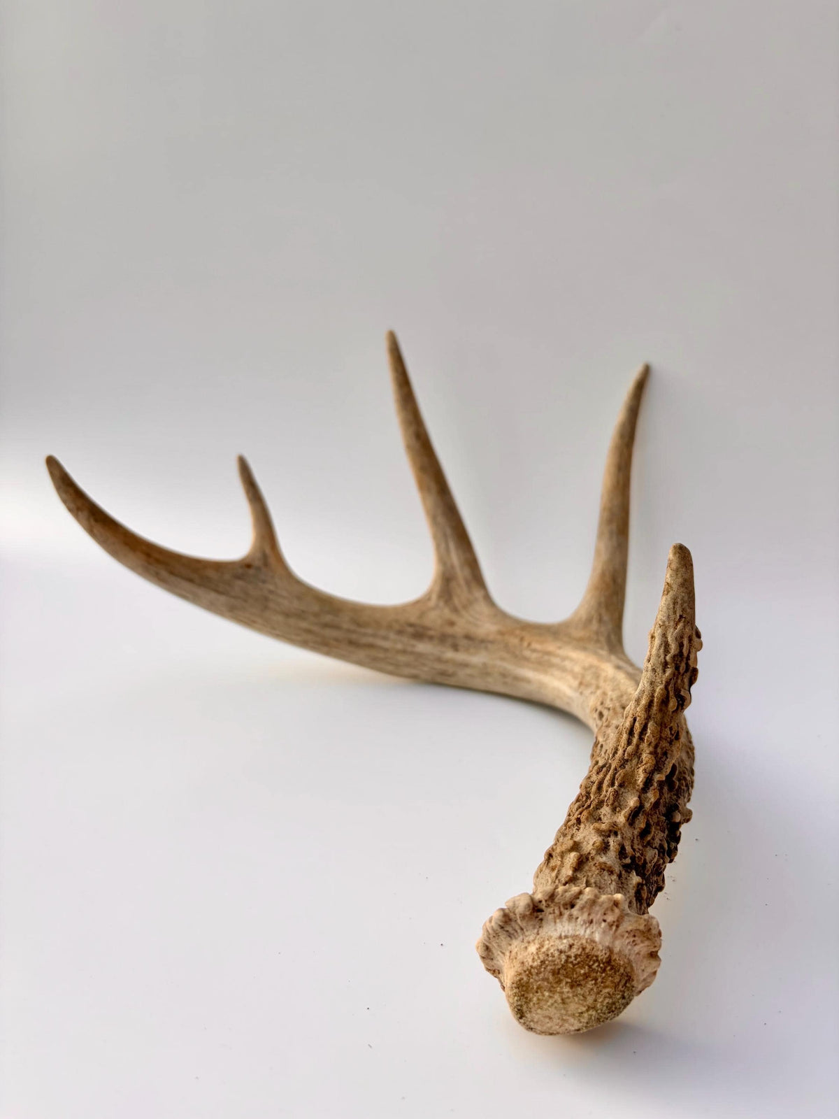 Deer Antler - White-tailed deer Antler. Wild antler for Decor, Design, and More.