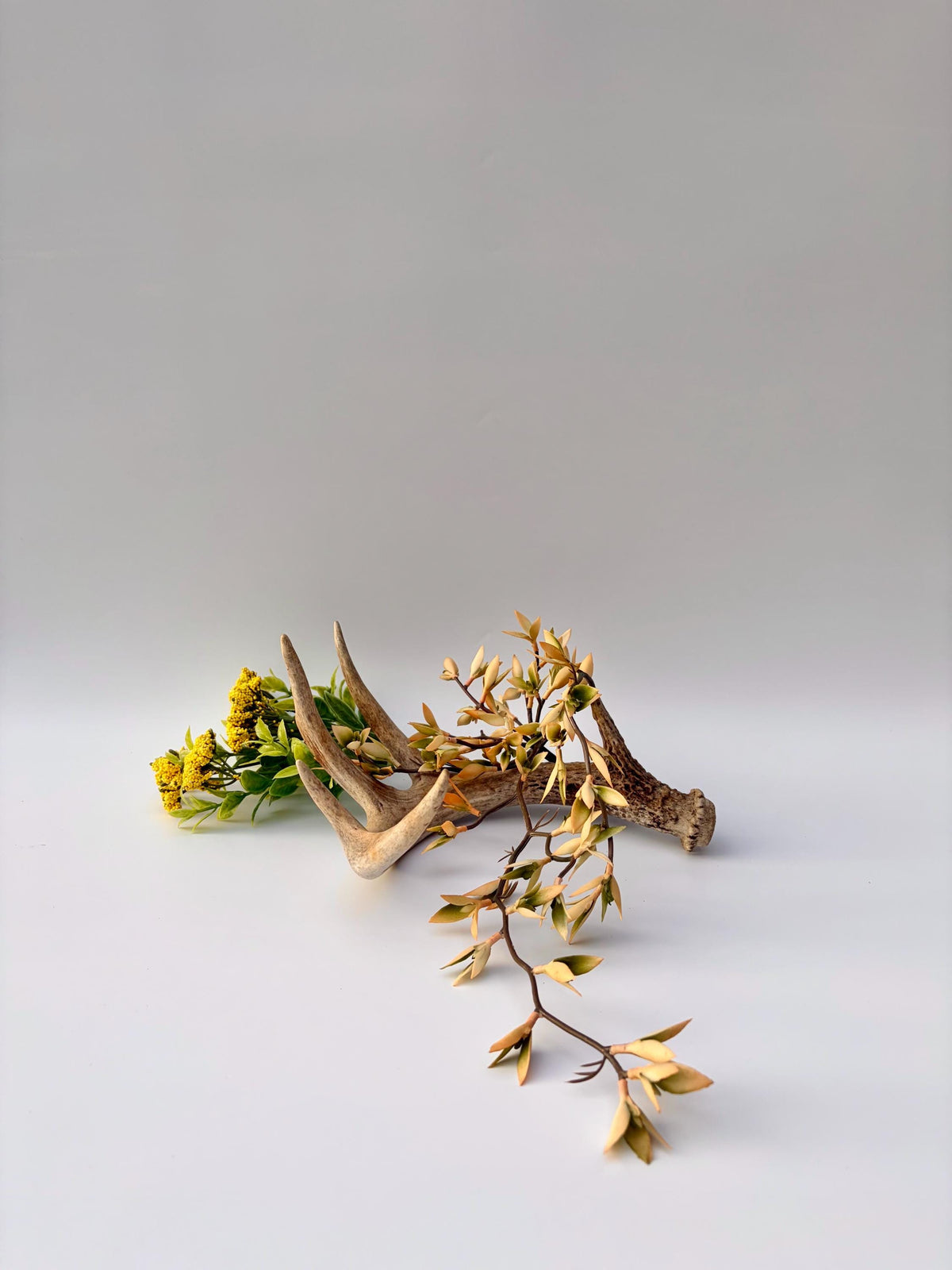 Deer Antler - White-tailed deer Antler. Wild antler for Decor, Design, and More.