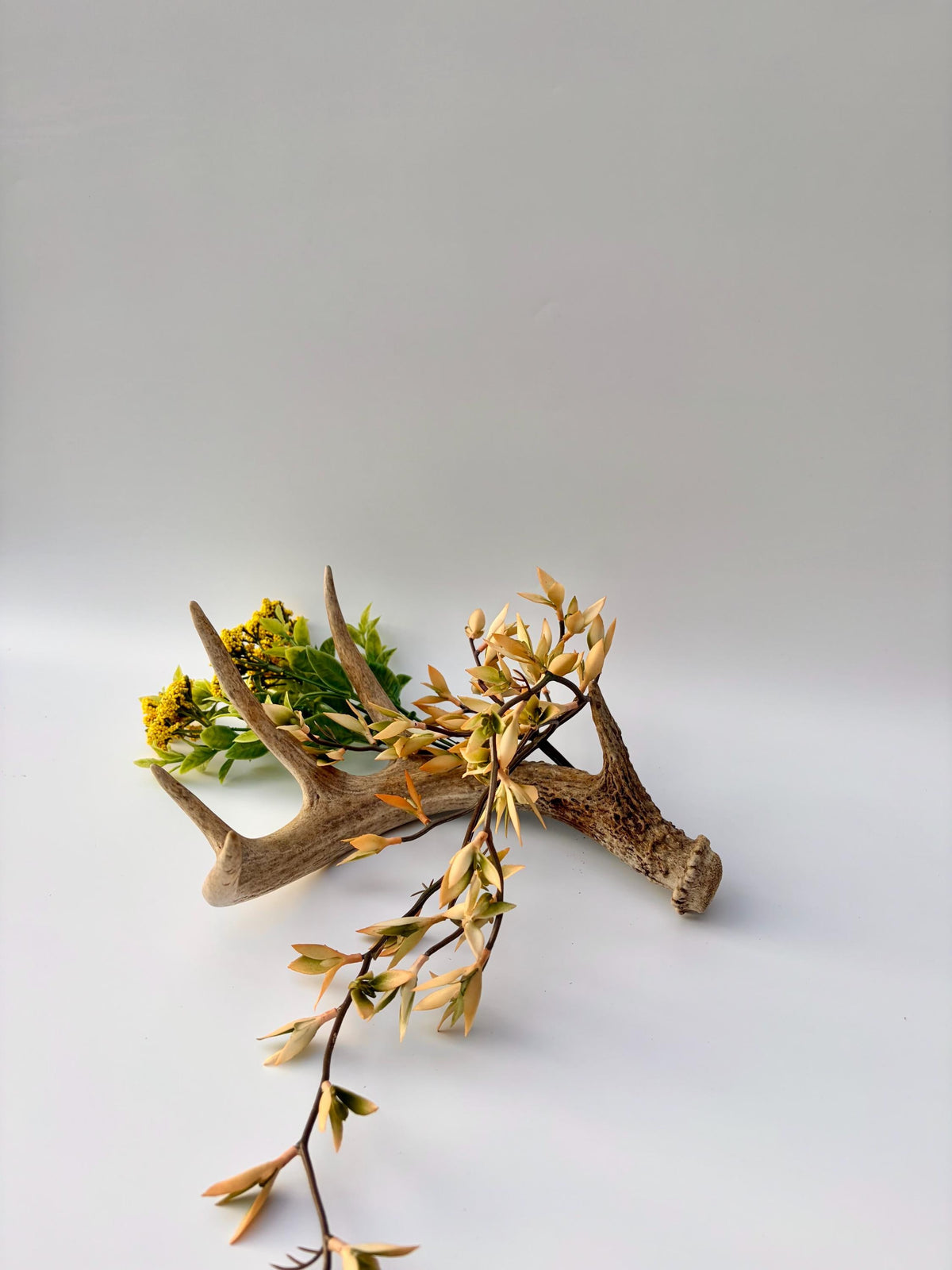 Deer Antler - White-tailed deer Antler. Wild antler for Decor, Design, and More.