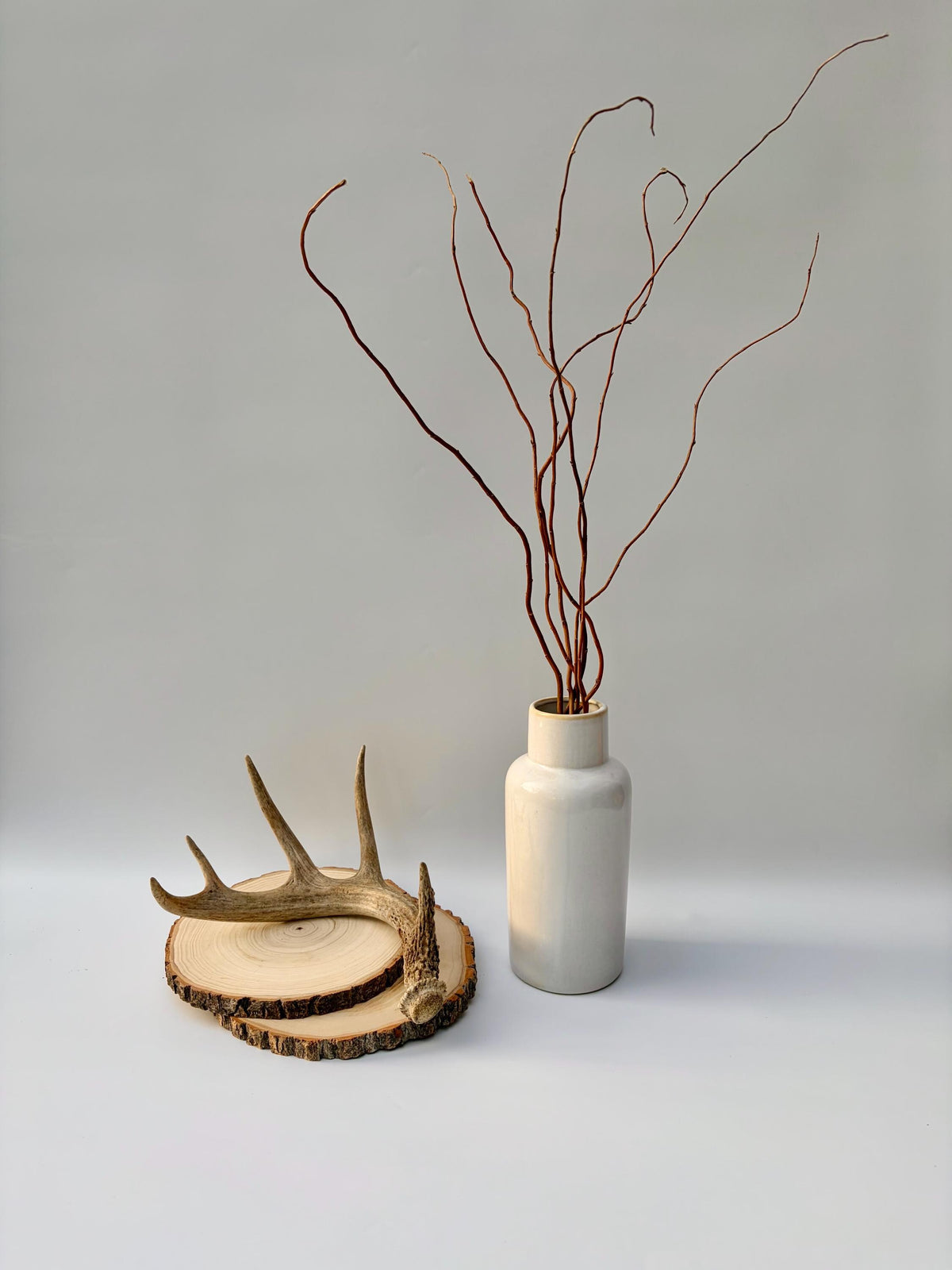 Deer Antler - White-tailed deer Antler. Wild antler for Decor, Design, and More.