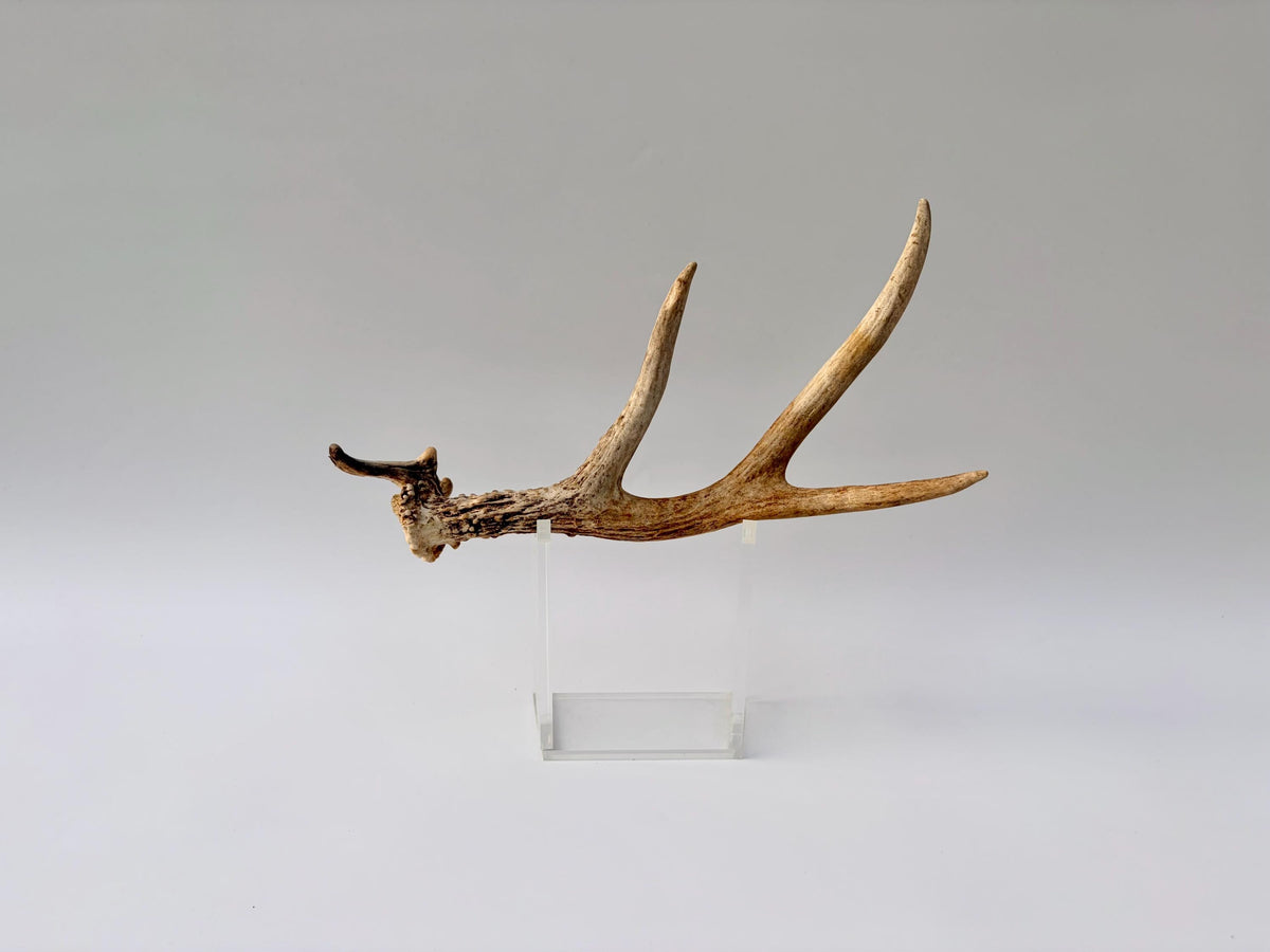 Bizarre Mule Deer Antler. Atypical small Mule Deer Antler with mini drop-tine! Crafting, Decor and More!