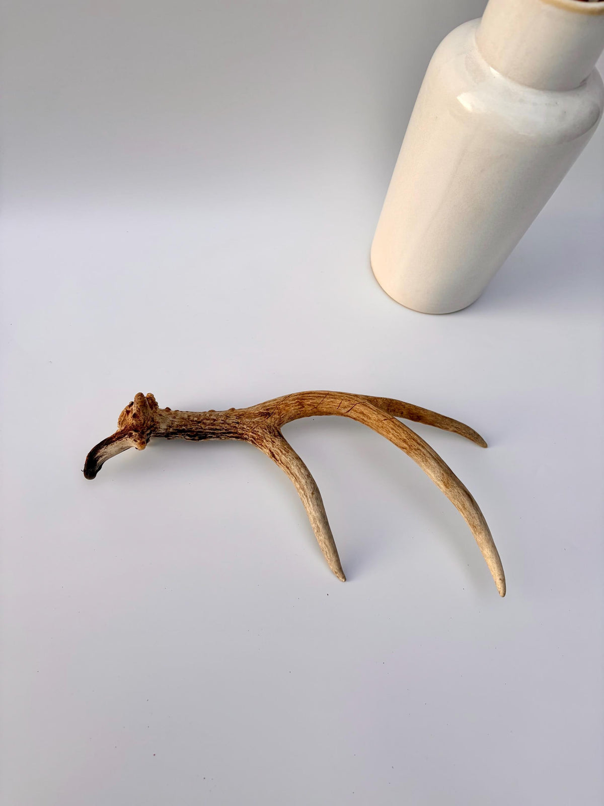 Bizarre Mule Deer Antler. Atypical small Mule Deer Antler with mini drop-tine! Crafting, Decor and More!