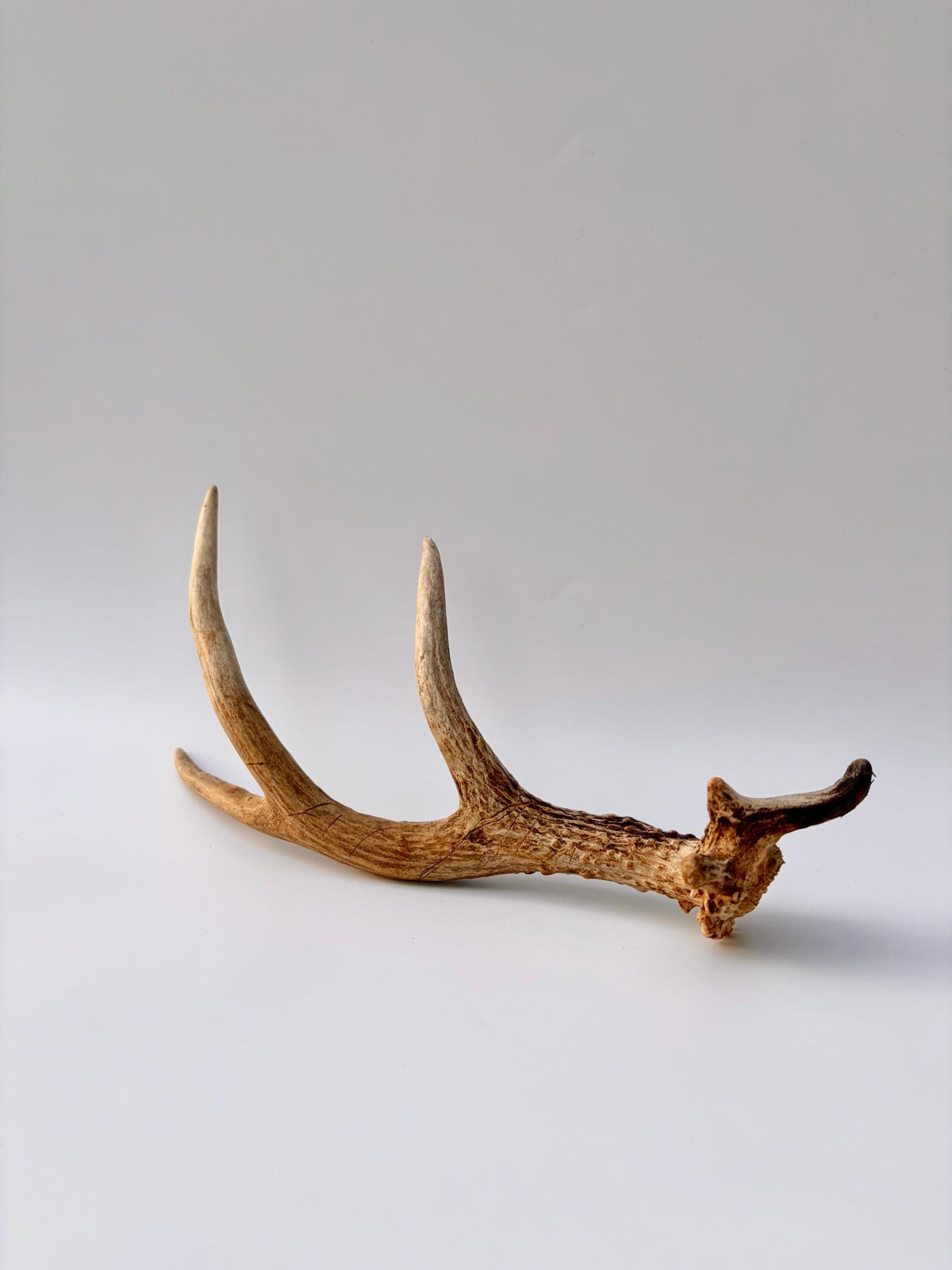 Bizarre Mule Deer Antler. Atypical small Mule Deer Antler with mini drop-tine! Crafting, Decor and More!