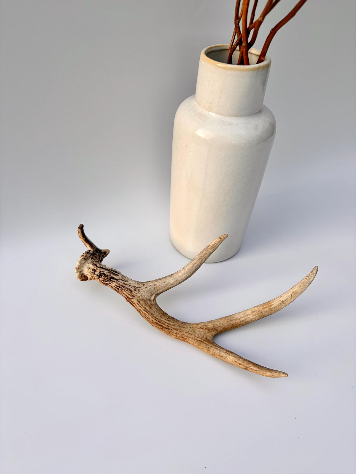 Bizarre Mule Deer Antler. Atypical small Mule Deer Antler with mini drop-tine! Crafting, Decor and More!