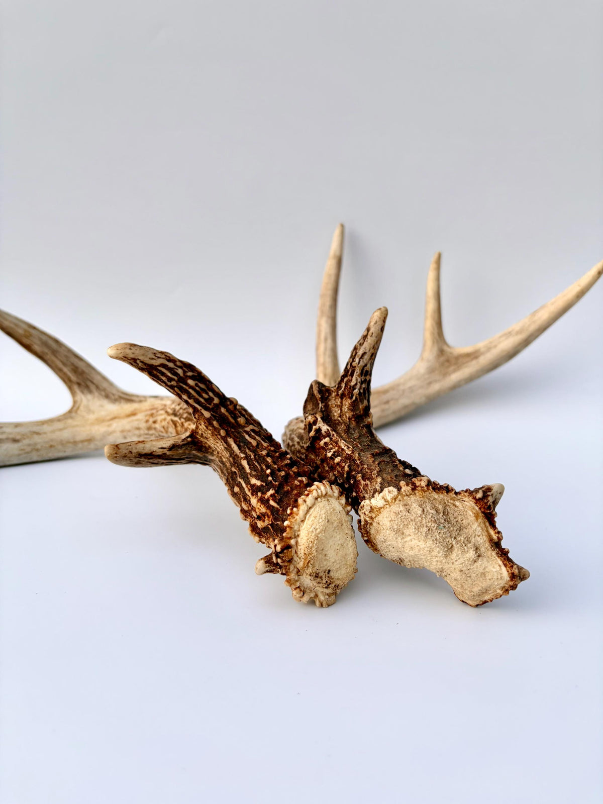 Matched White-Tailed Deer Antlers: Freshly Shed, small 8-Point set.