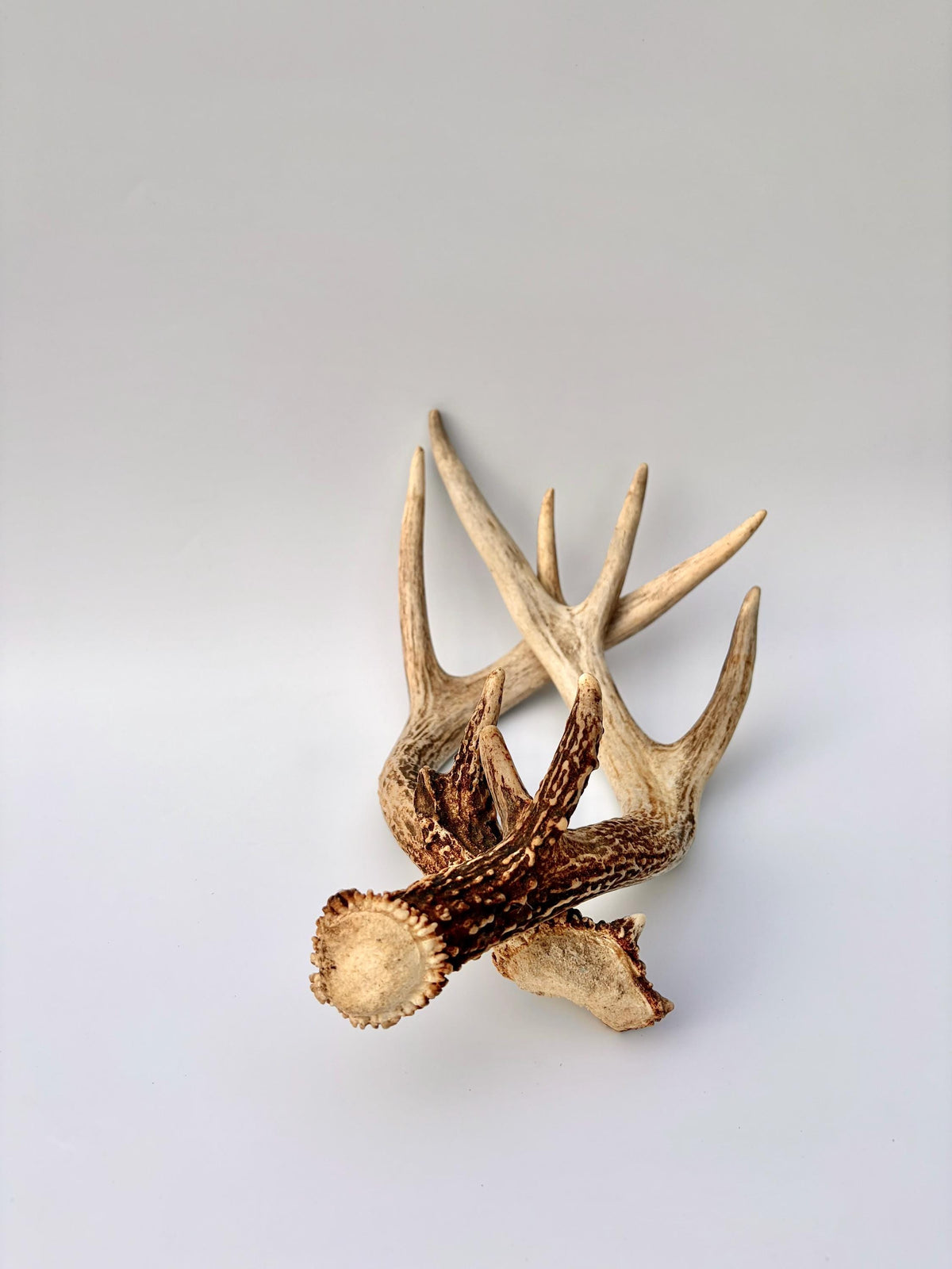 Matched White-Tailed Deer Antlers: Freshly Shed, small 8-Point set.