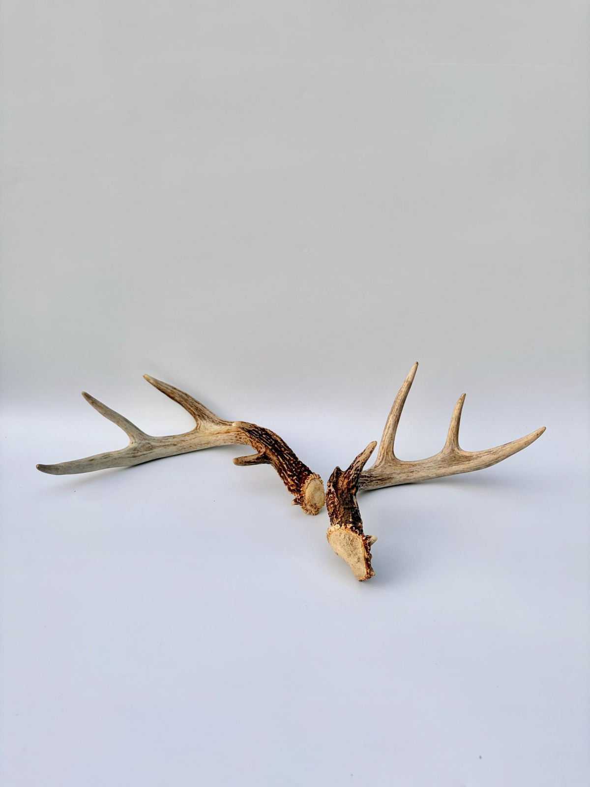 Matched White-Tailed Deer Antlers: Freshly Shed, small 8-Point set.