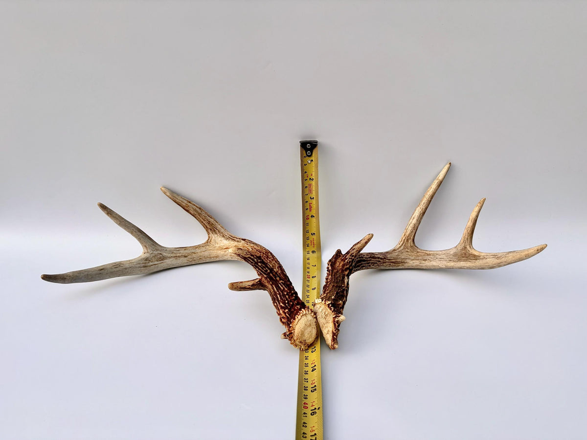 Matched White-Tailed Deer Antlers: Freshly Shed, small 8-Point set.