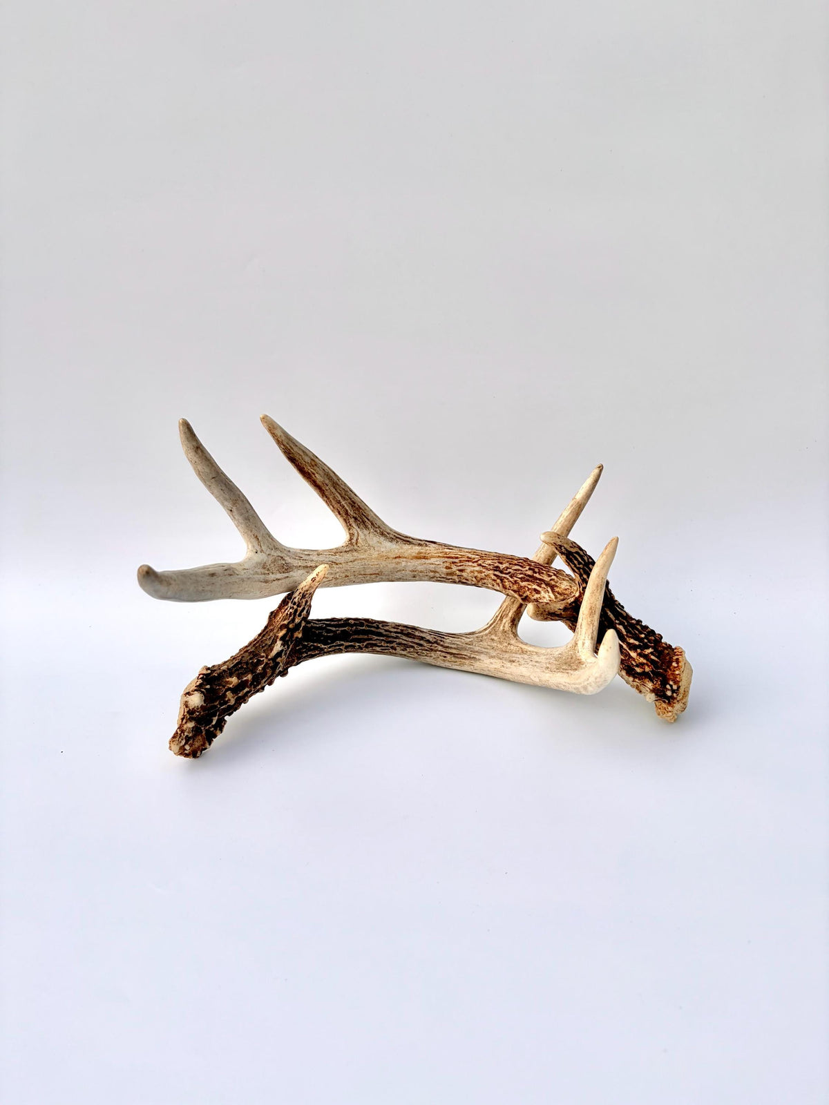 Matched White-Tailed Deer Antlers: Freshly Shed, small 8-Point set.