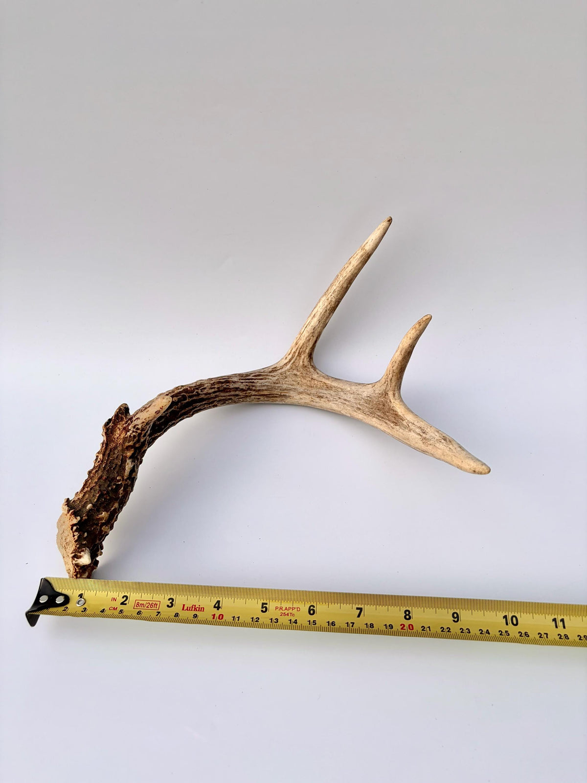 Matched White-Tailed Deer Antlers: Freshly Shed, small 8-Point set.
