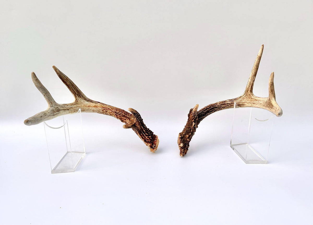Matched White-Tailed Deer Antlers: Freshly Shed, small 8-Point set.