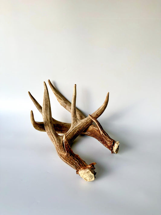 Matching set of White-Tailed Deer Antlers. For Home Decor, Interior Design, and More!