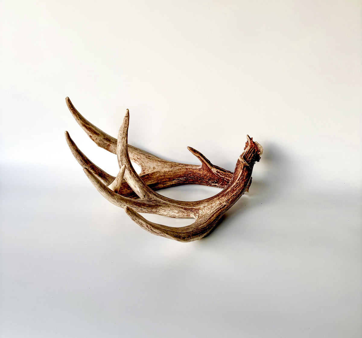 Matching set of White-Tailed Deer Antlers. For Home Decor, Interior Design, and More!
