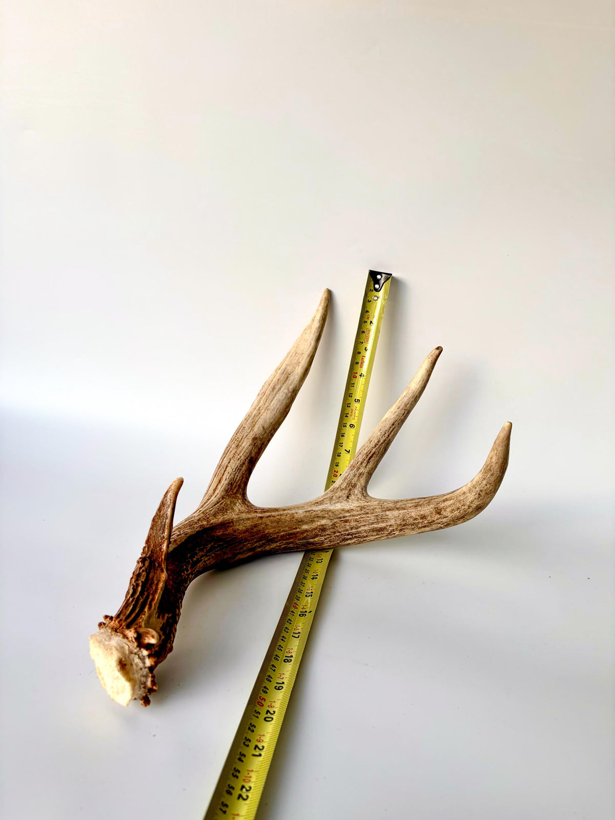 Matching set of White-Tailed Deer Antlers. For Home Decor, Interior Design, and More!