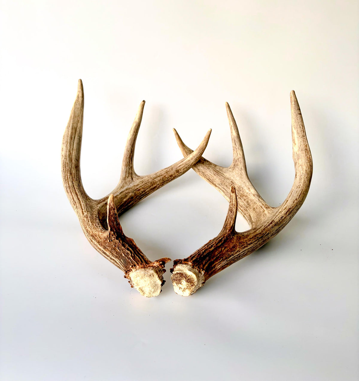 Matching set of White-Tailed Deer Antlers. For Home Decor, Interior Design, and More!