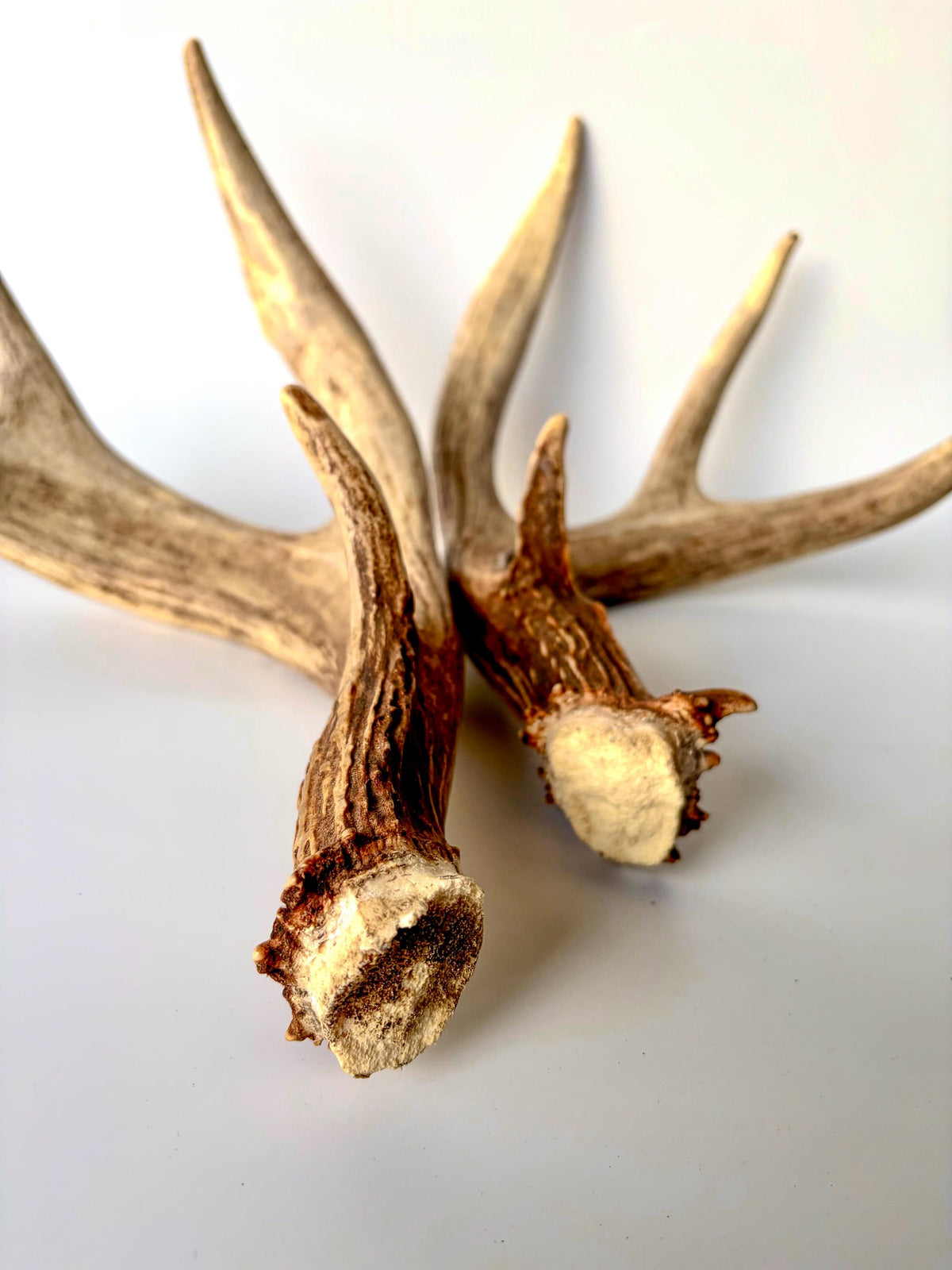 Matching set of White-Tailed Deer Antlers. For Home Decor, Interior Design, and More!
