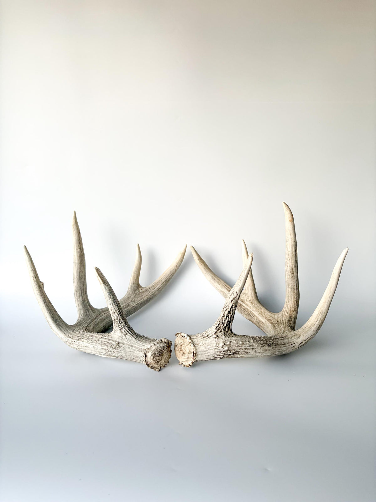 White-tailed Deer Antlers - Large Matching Set. Decor, Crafting and More.