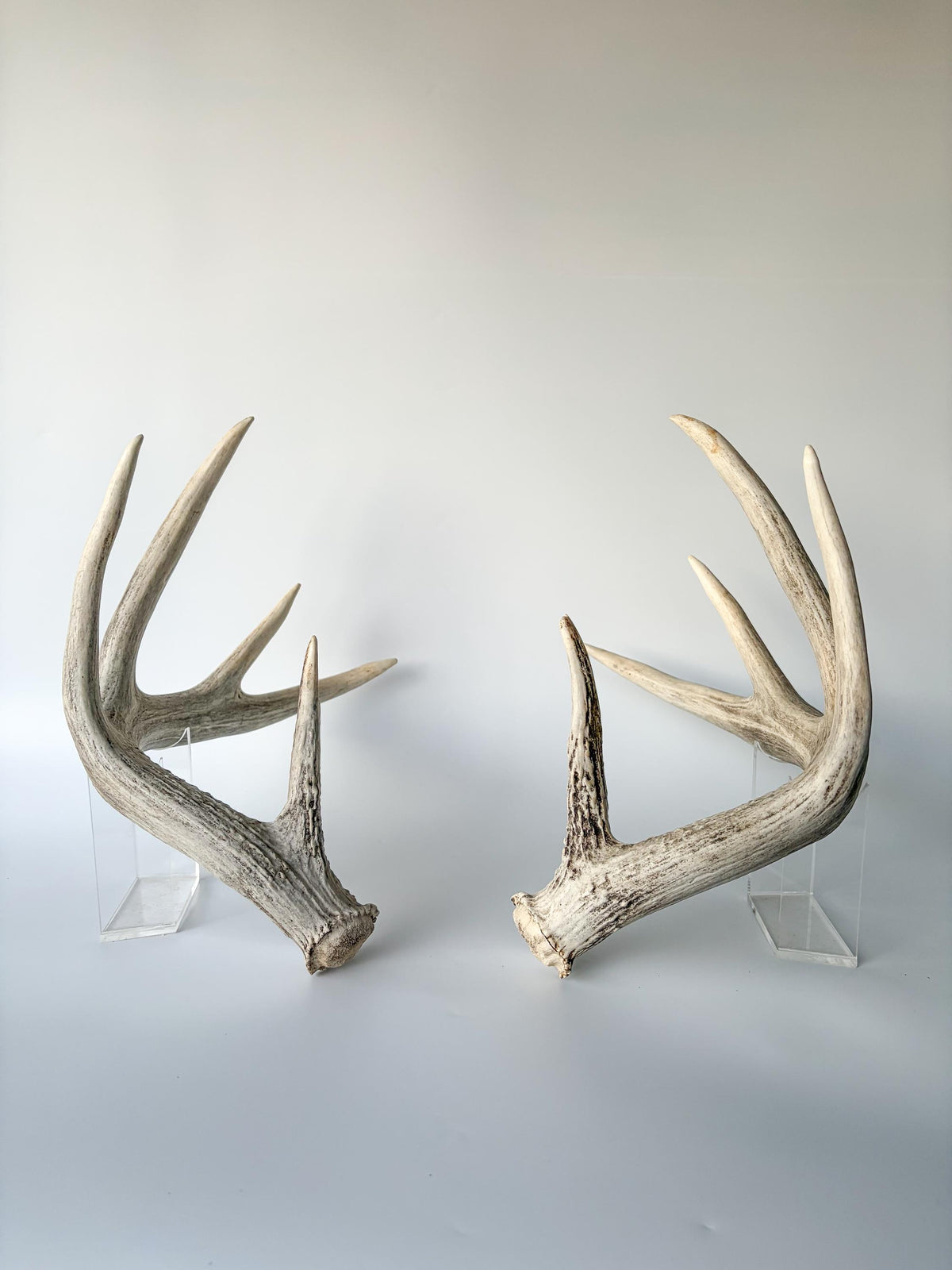 White-tailed Deer Antlers - Large Matching Set. Decor, Crafting and More.