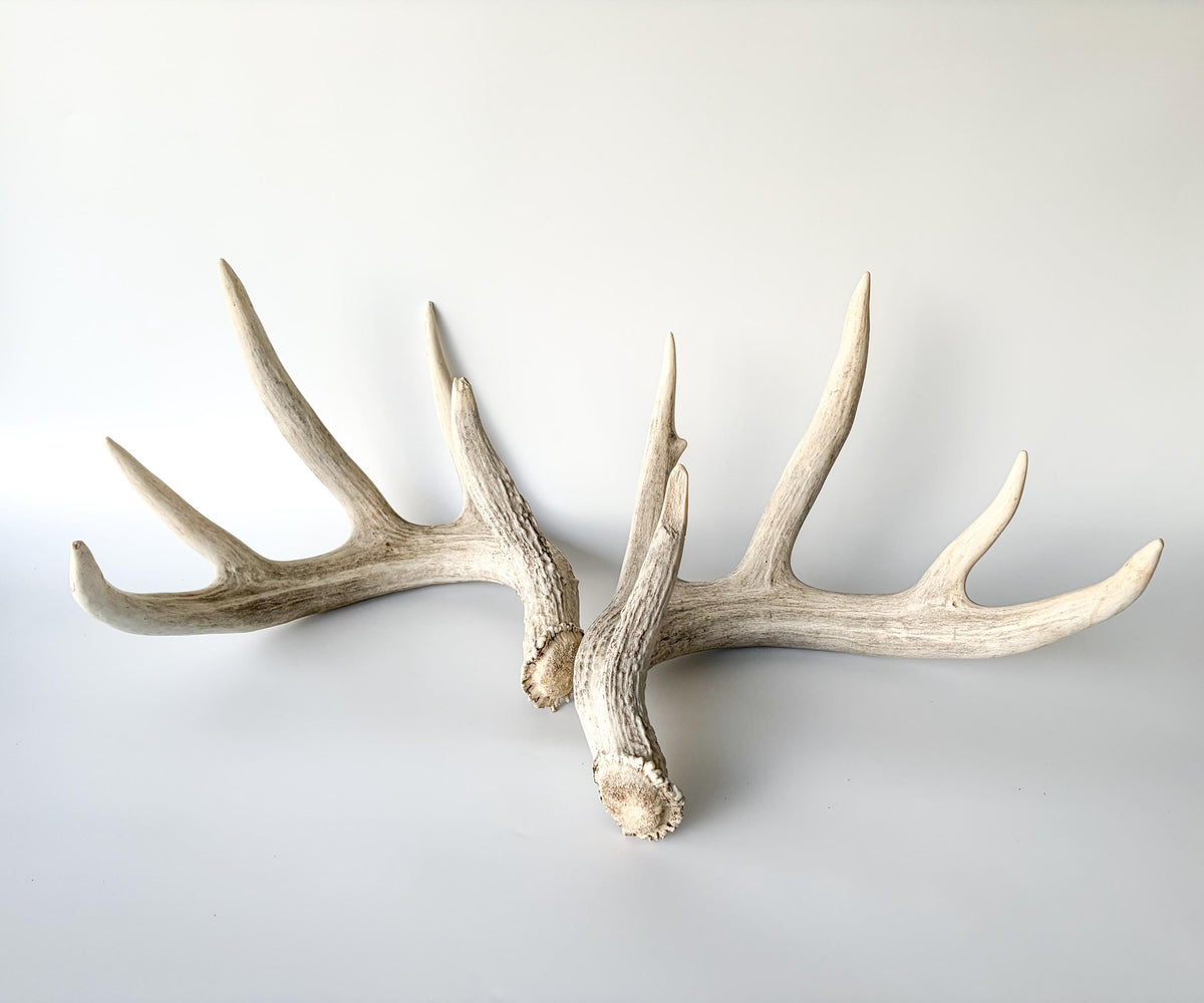 White-tailed Deer Antlers - Large Matching Set. Decor, Crafting and More.