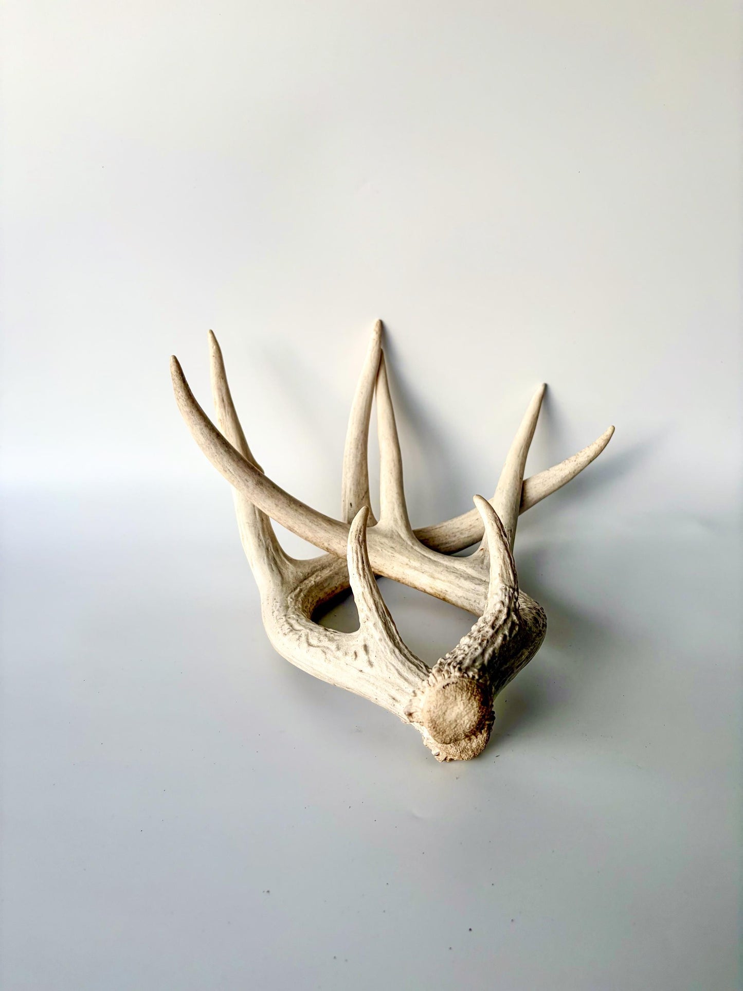 Deer Antlers - Medium Sized White-tailed Deer Matching set. Canadian Buck. Crafting and Decor Antlers