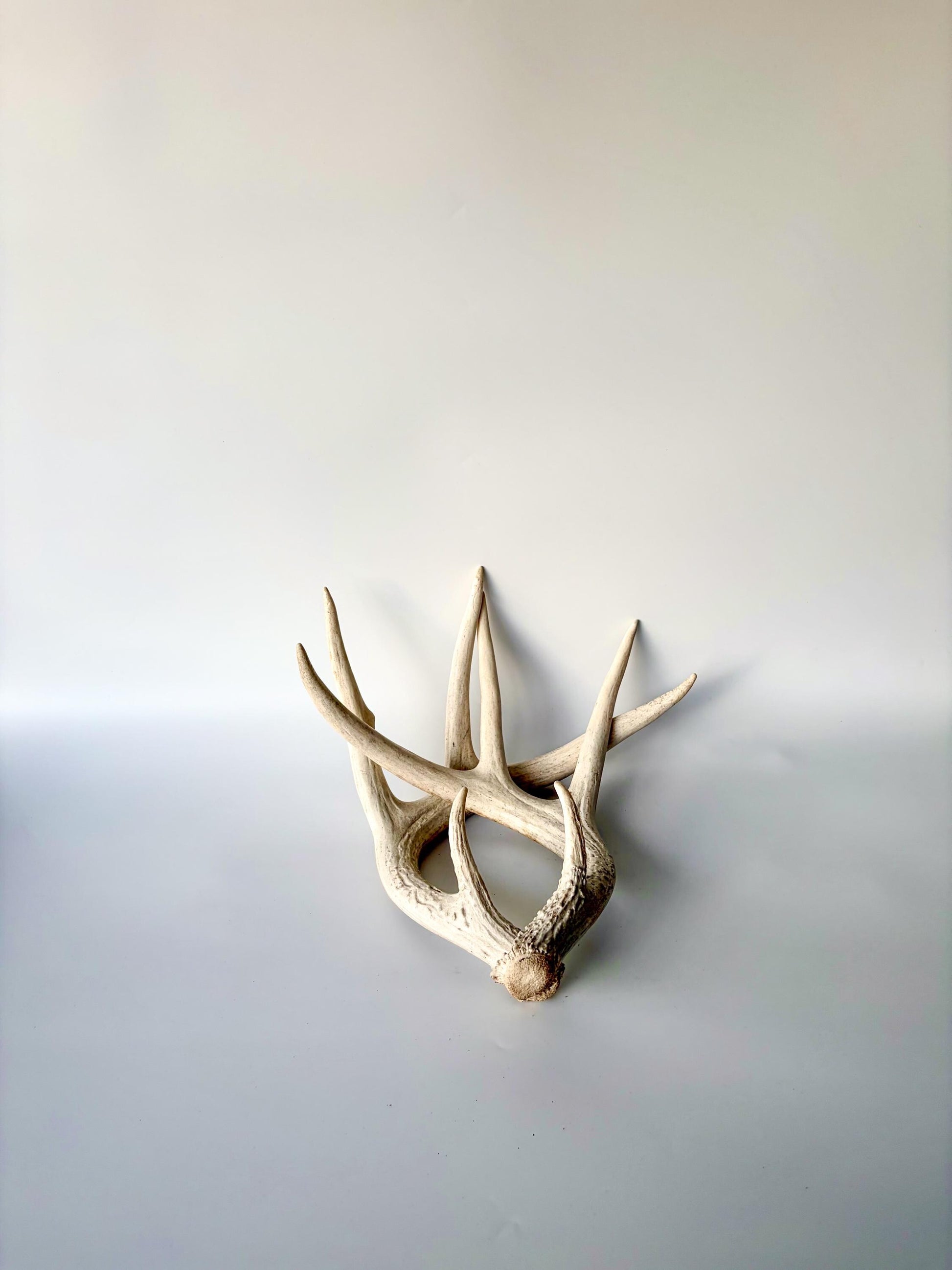 Deer Antlers - Medium Sized White-tailed Deer Matching set. Canadian Buck. Crafting and Decor Antlers
