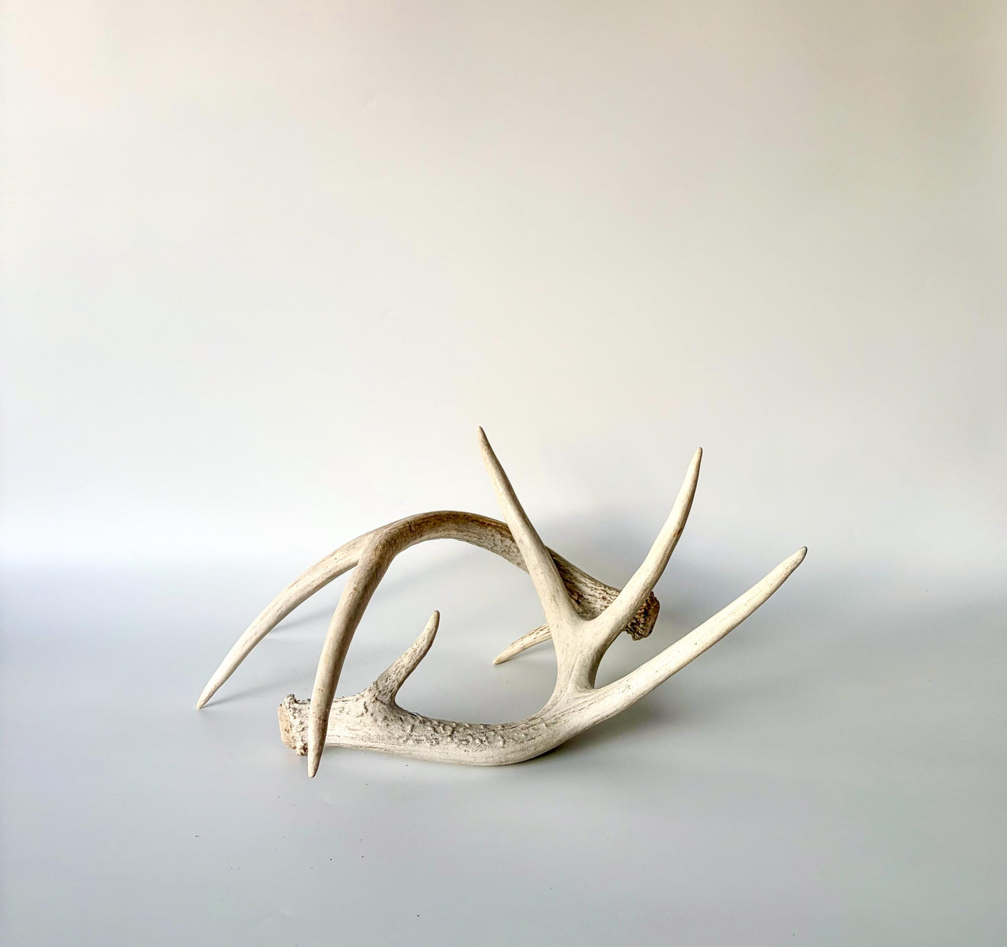 Deer Antlers - Medium Sized White-tailed Deer Matching set. Canadian Buck. Crafting and Decor Antlers