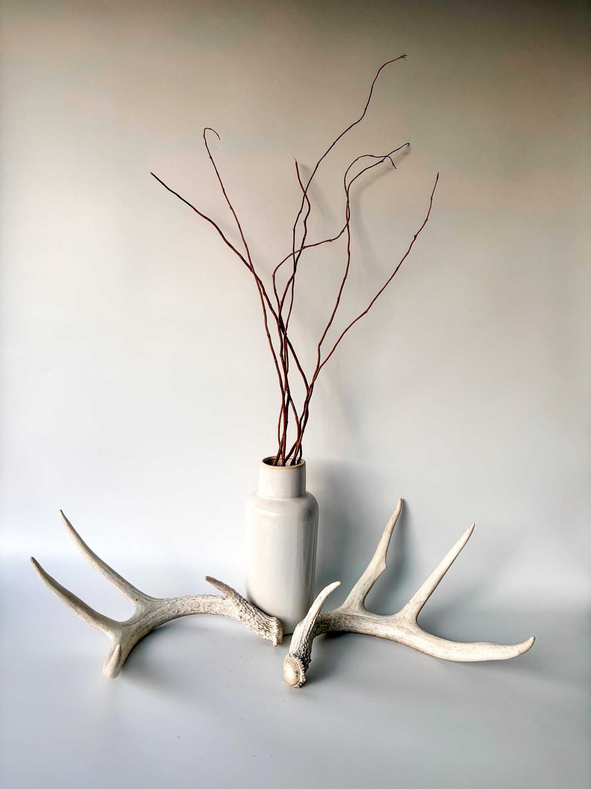 Deer Antlers - Medium Sized White-tailed Deer Matching set. Canadian Buck. Crafting and Decor Antlers