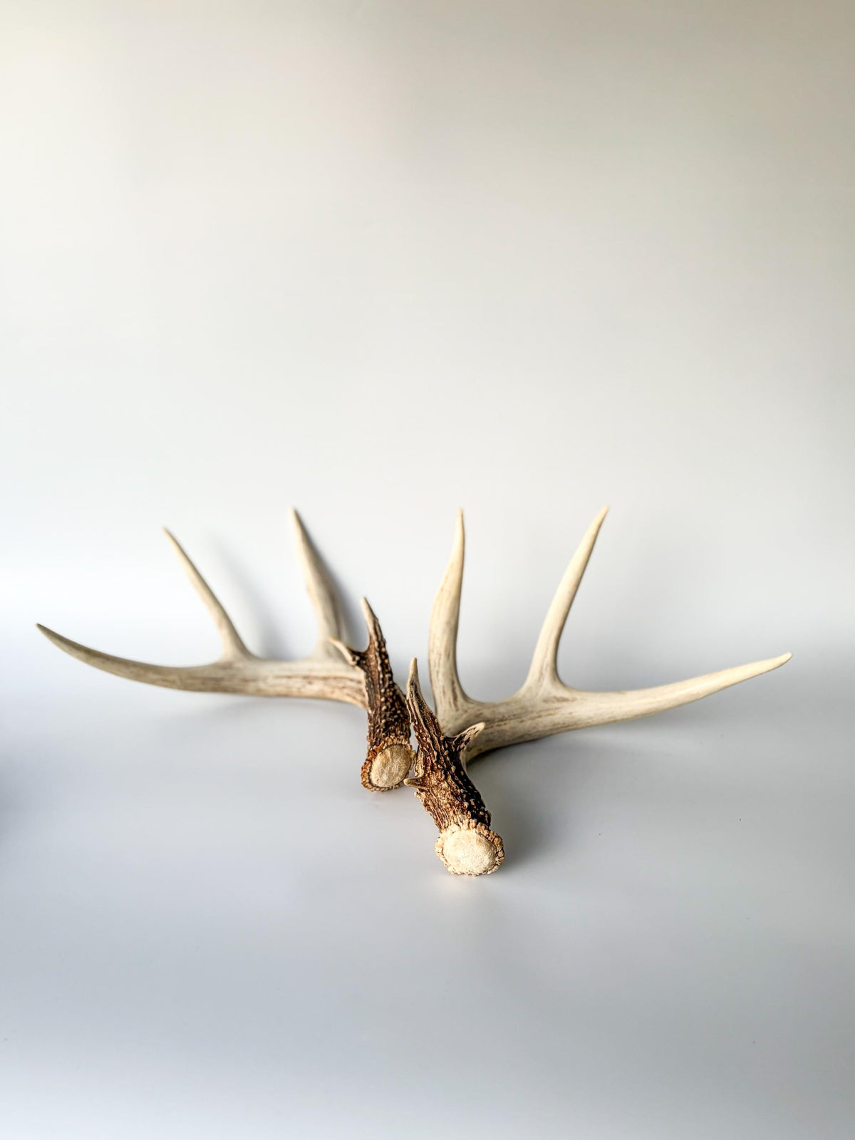 Matched White-Tailed Deer Antlers: Freshly Shed, Medium Sized 8-Point set with Split Brows