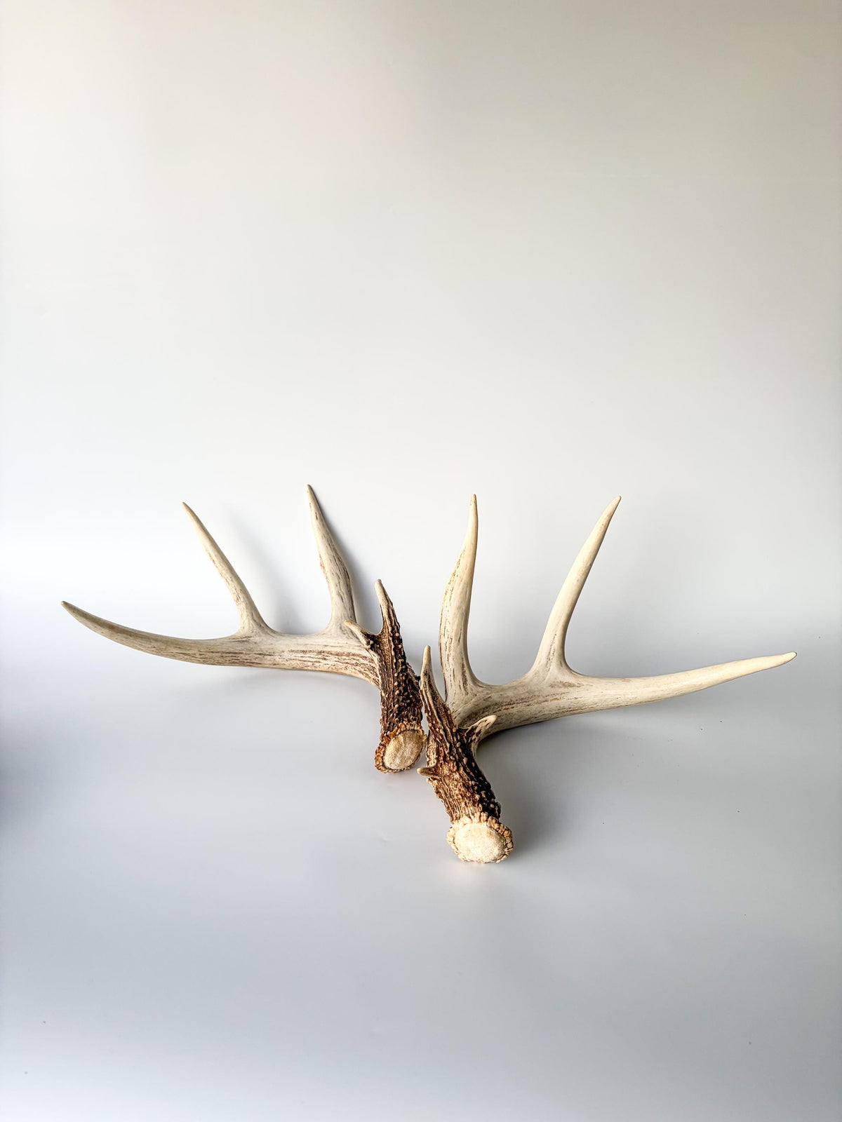 Matched White-Tailed Deer Antlers: Freshly Shed, Medium Sized 8-Point set with Split Brows