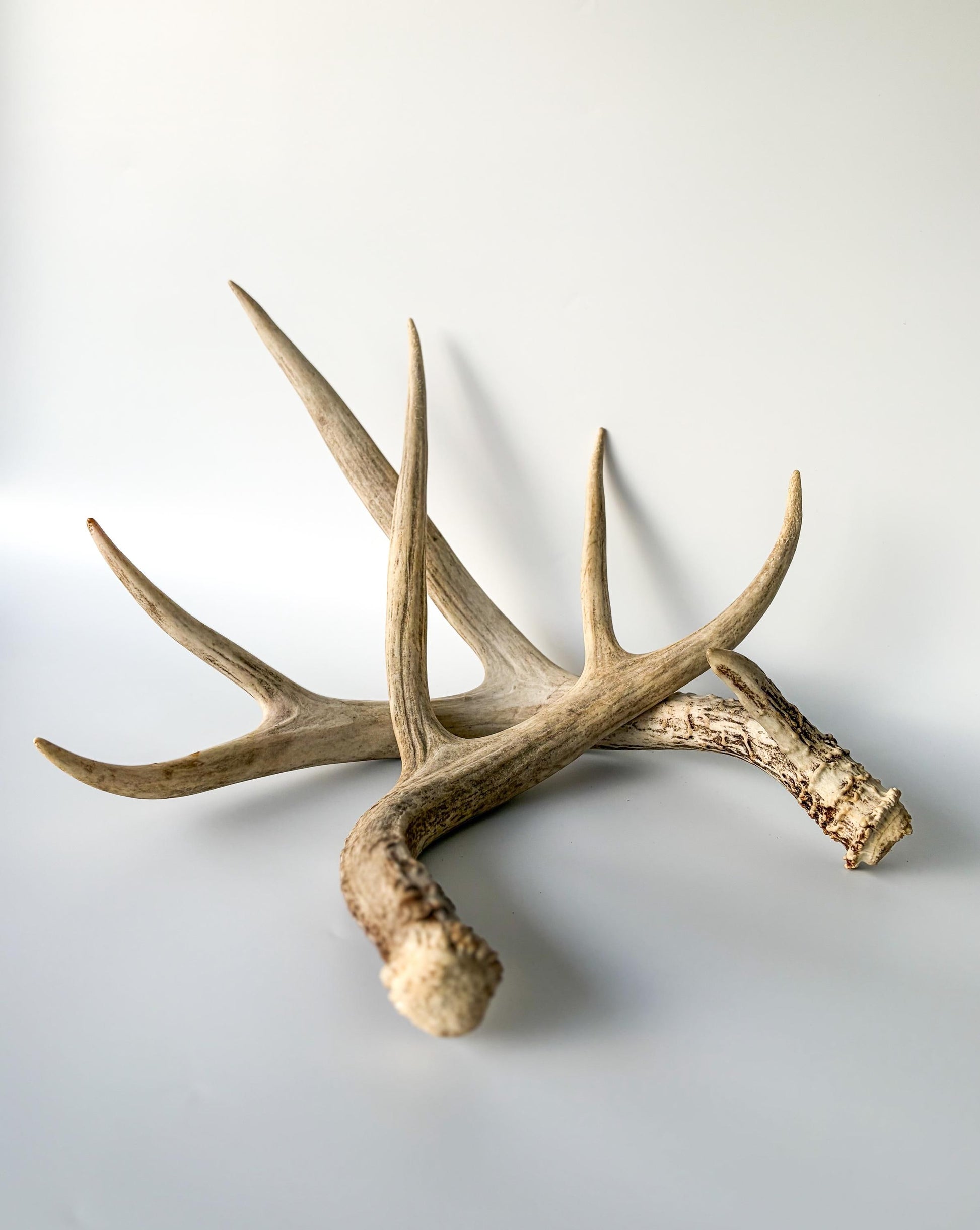 Deer Antlers - Mule deer Matching Set. Wild Canadian Mule deer Buck Antlers for Crafting, Decor and More