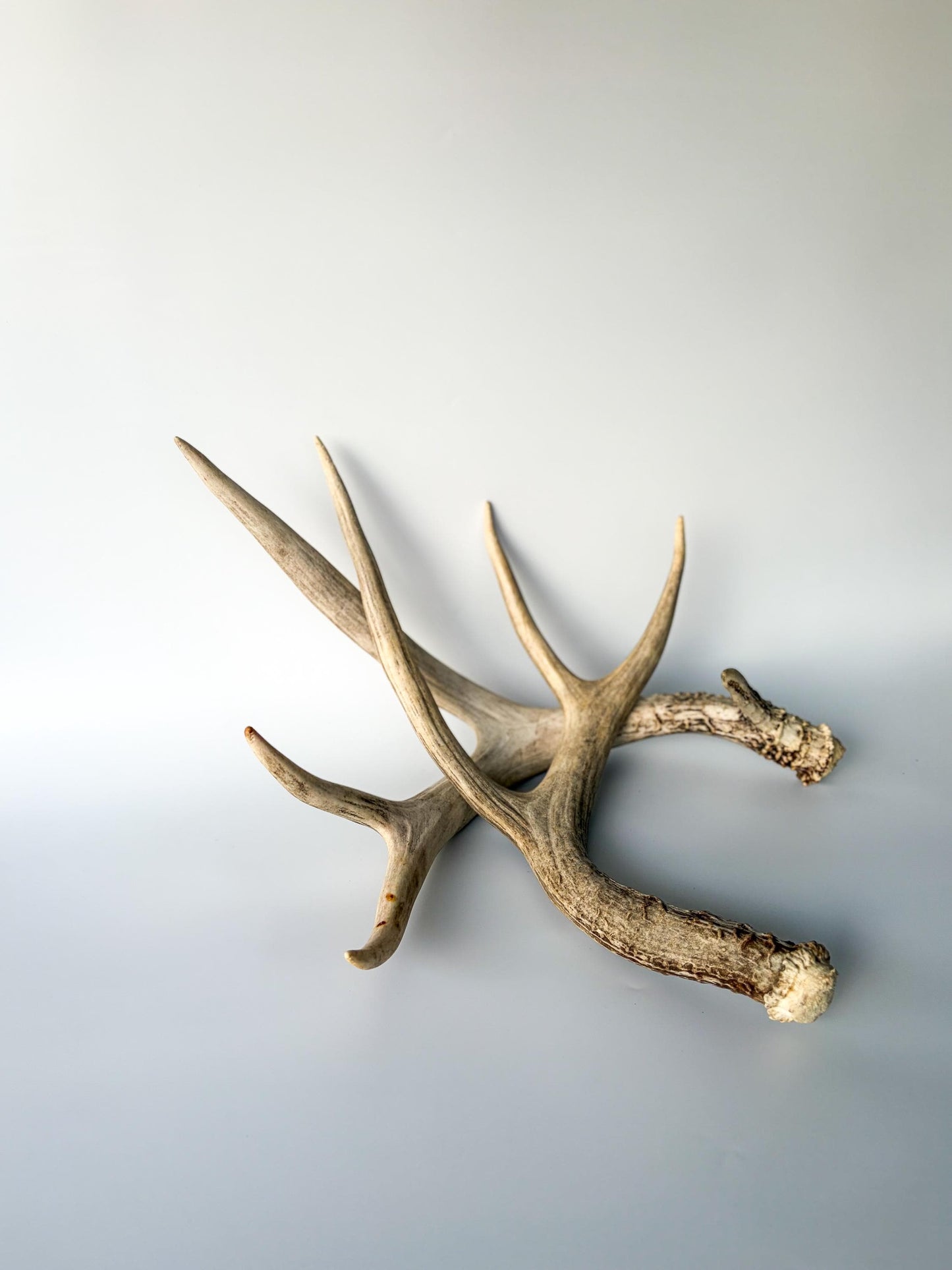 Deer Antlers - Mule deer Matching Set. Wild Canadian Mule deer Buck Antlers for Crafting, Decor and More