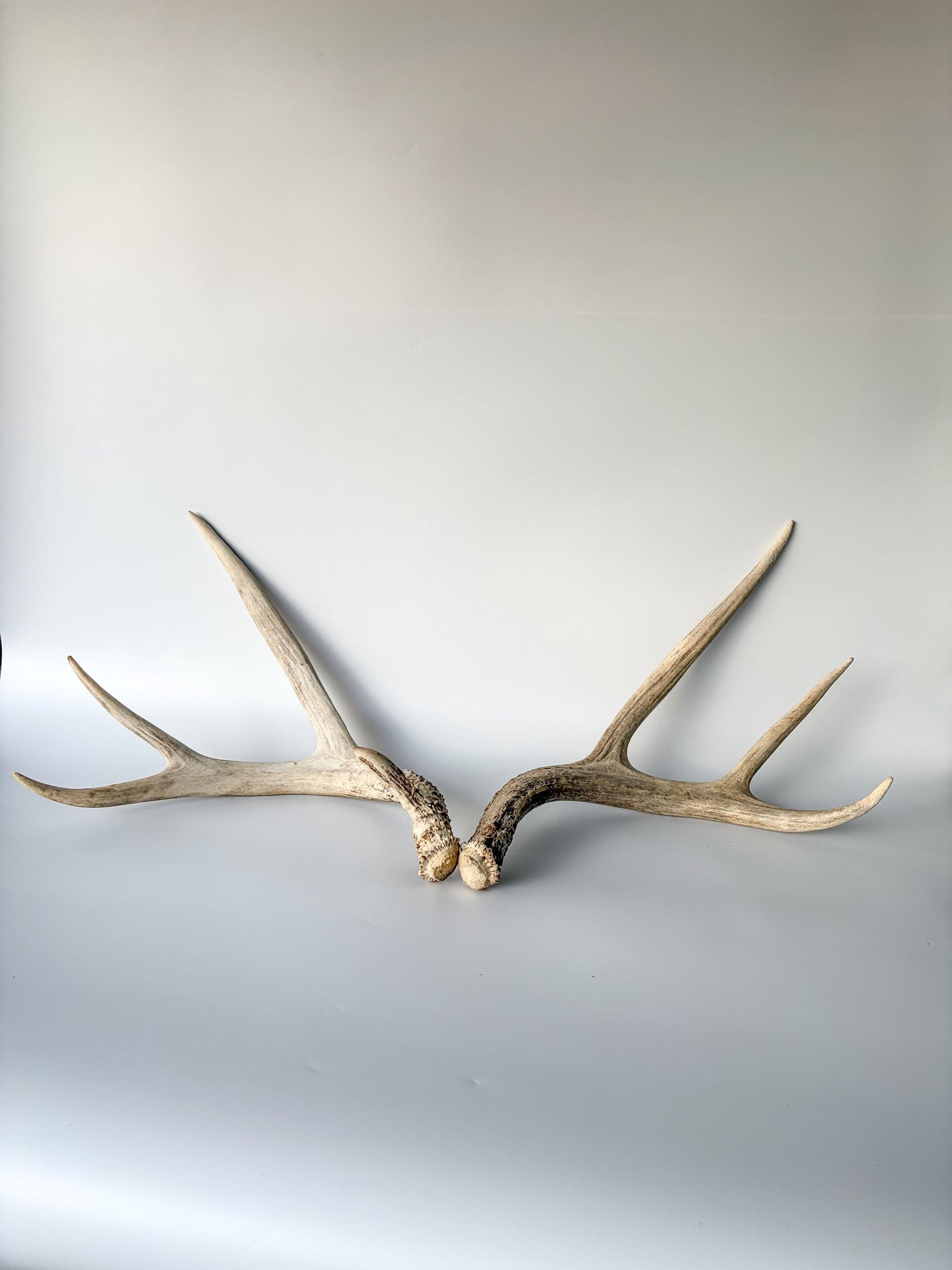 Deer Antlers - Mule deer Matching Set. Wild Canadian Mule deer Buck Antlers for Crafting, Decor and More