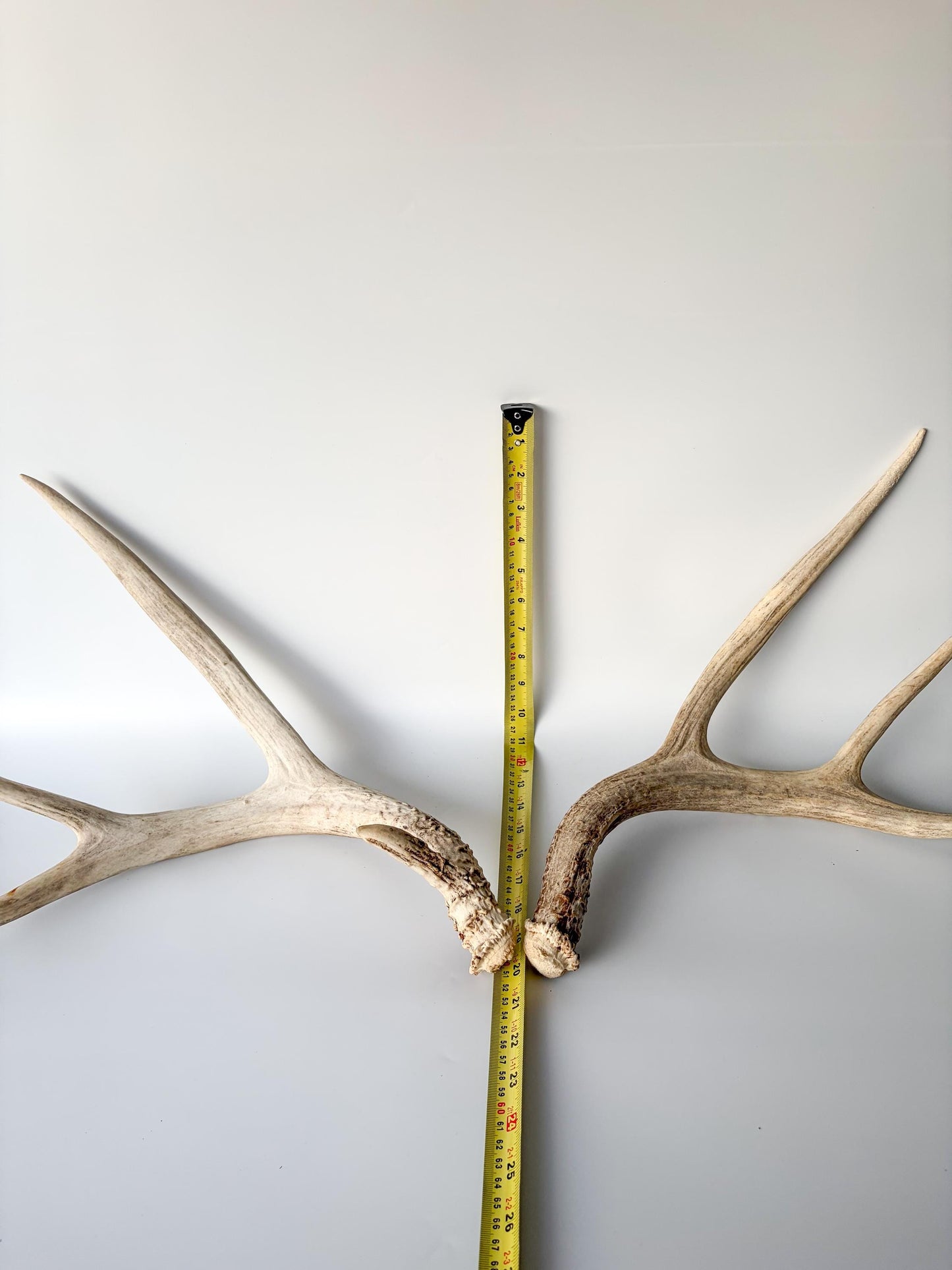 Deer Antlers - Mule deer Matching Set. Wild Canadian Mule deer Buck Antlers for Crafting, Decor and More