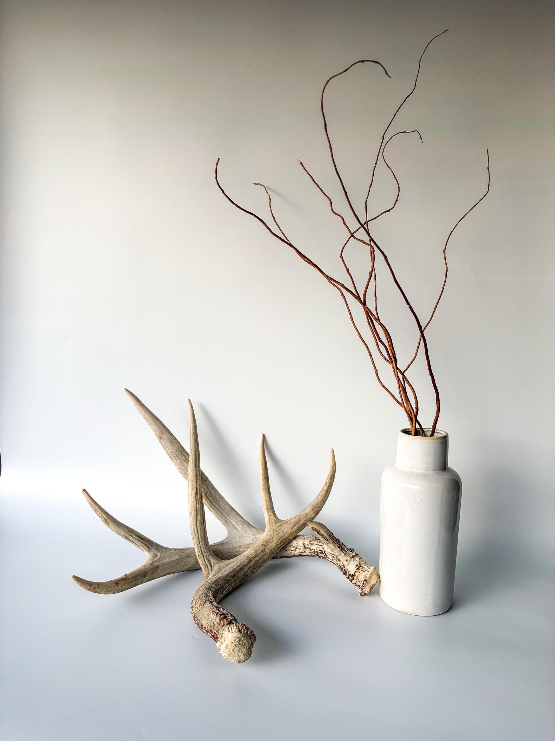 Deer Antlers - Mule deer Matching Set. Wild Canadian Mule deer Buck Antlers for Crafting, Decor and More