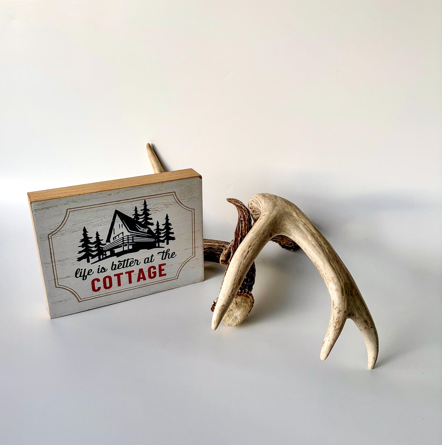 Deer Antlers - White-tailed Deer Matching set. Canadian Buck. Crafting and Decor Antlers