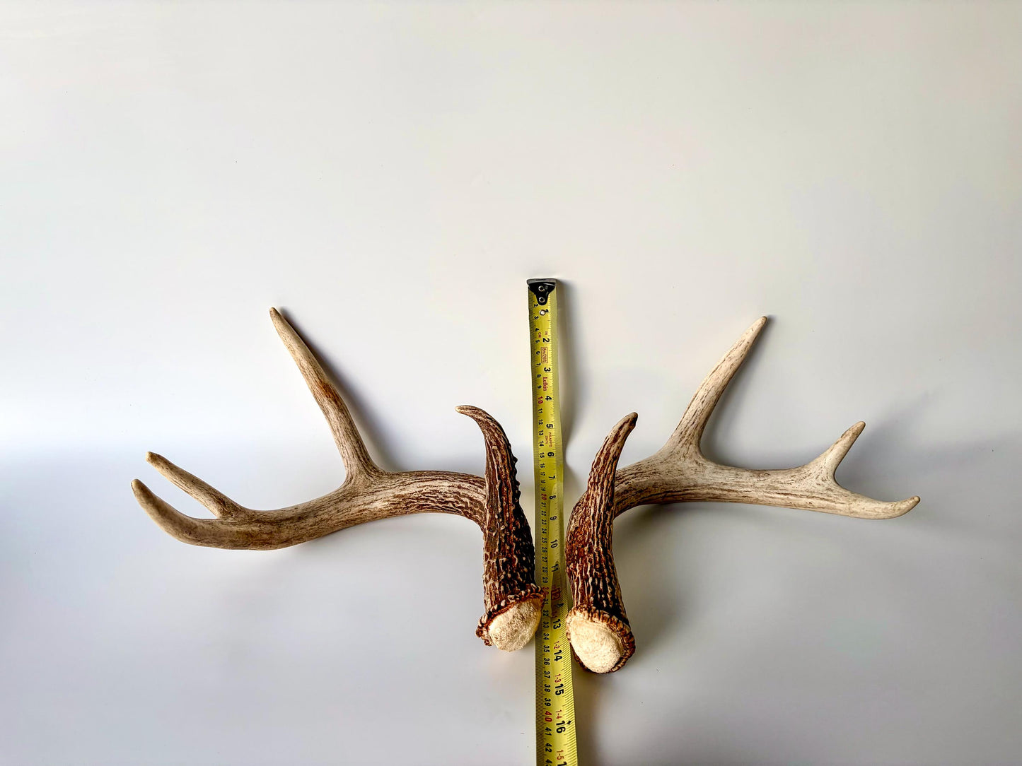 Deer Antlers - White-tailed Deer Matching set. Canadian Buck. Crafting and Decor Antlers