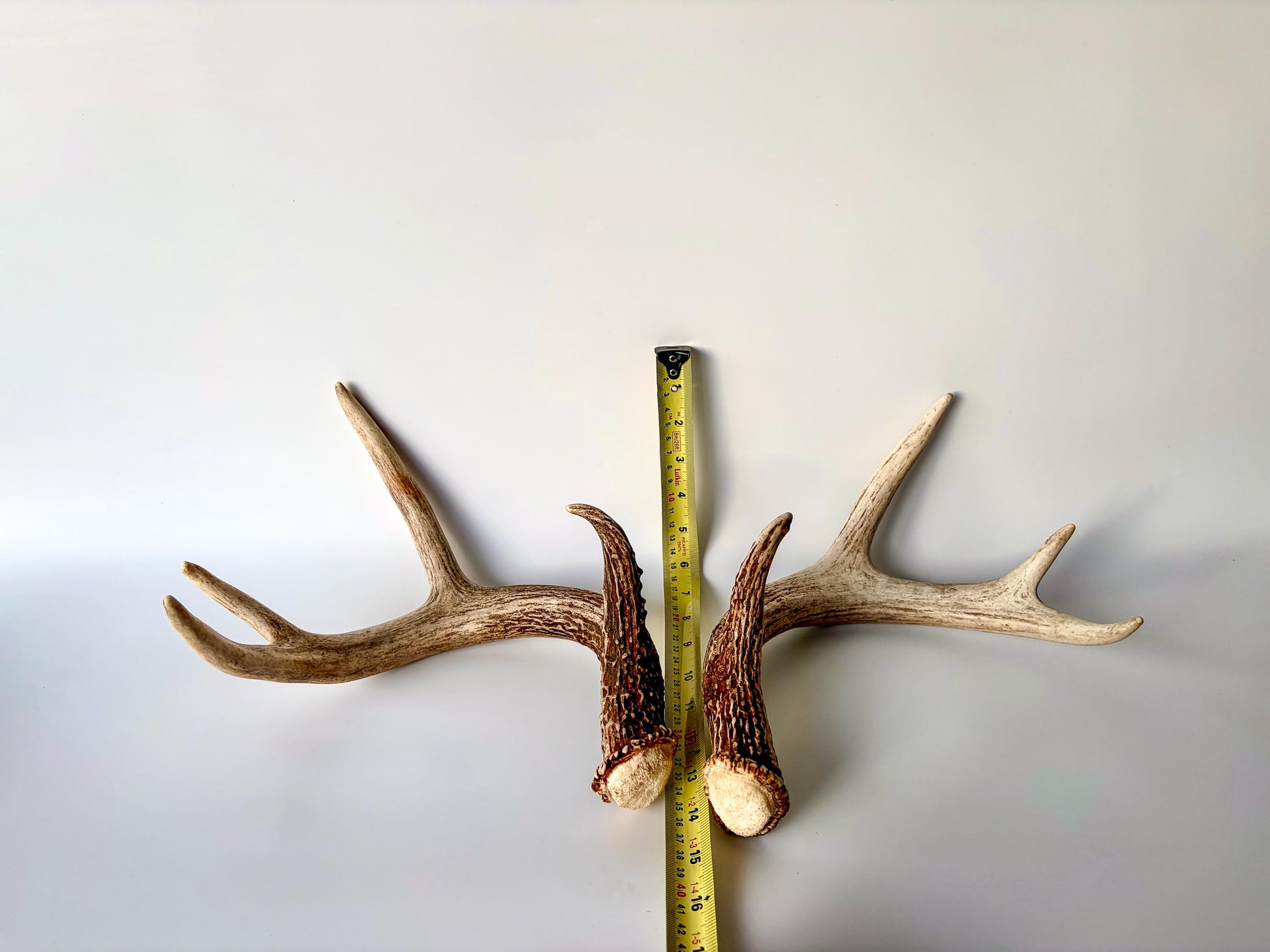 Deer Antlers - White-tailed Deer Matching set. Canadian Buck. Crafting and Decor Antlers