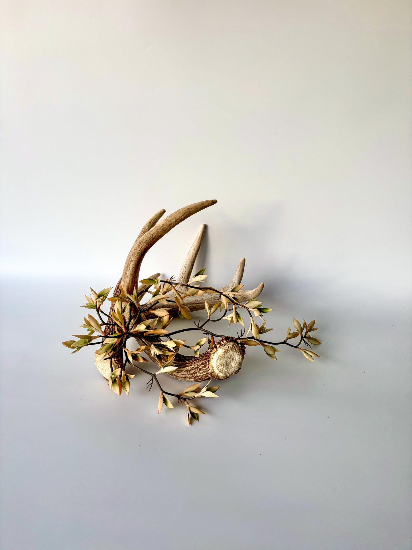 Deer Antlers - White-tailed Deer Matching set. Canadian Buck. Crafting and Decor Antlers