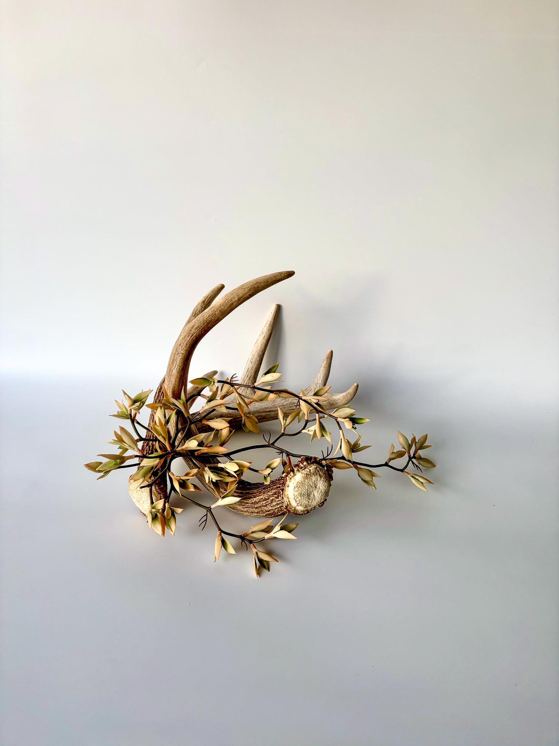 Deer Antlers - White-tailed Deer Matching set. Canadian Buck. Crafting and Decor Antlers