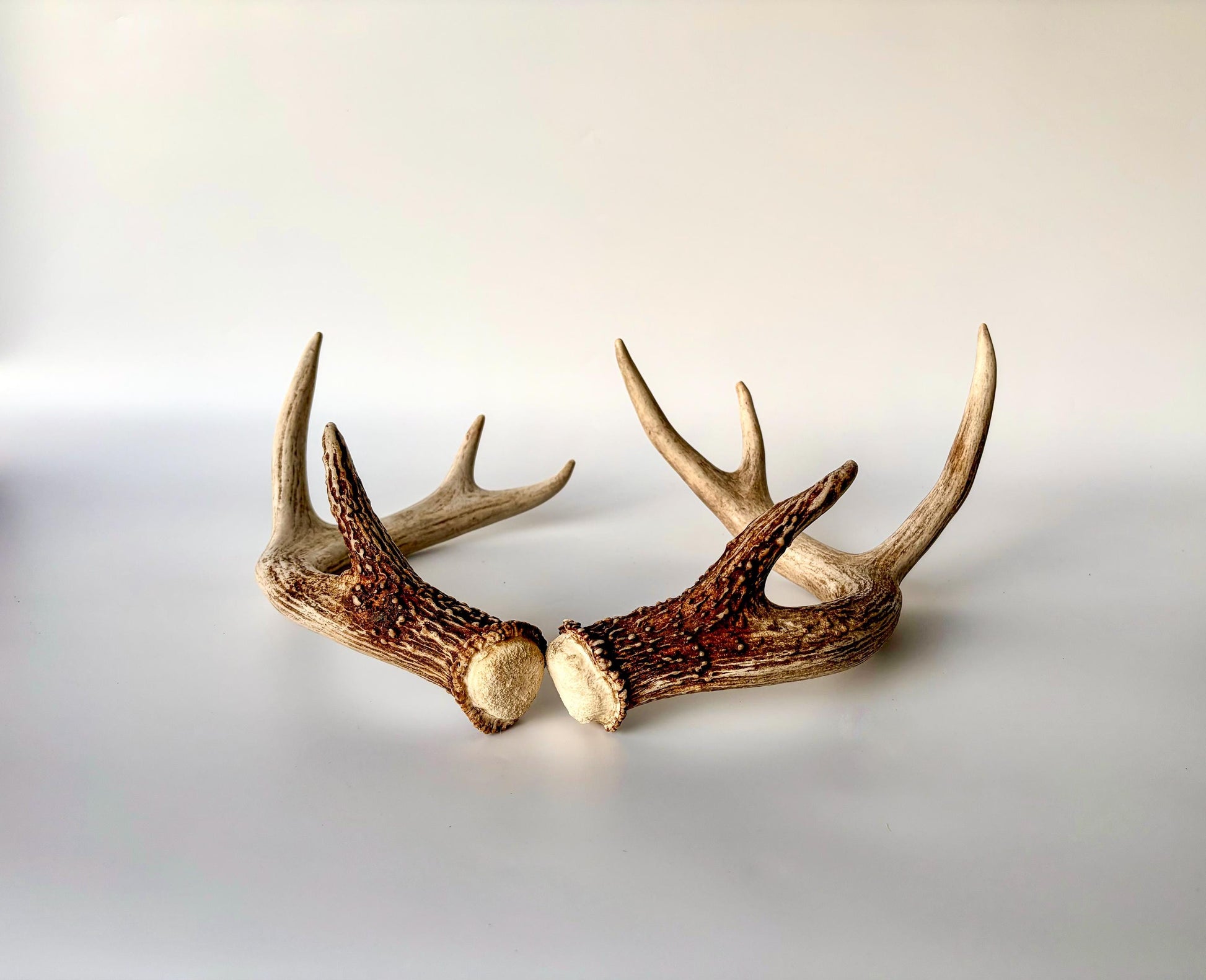 Deer Antlers - White-tailed Deer Matching set. Canadian Buck. Crafting and Decor Antlers