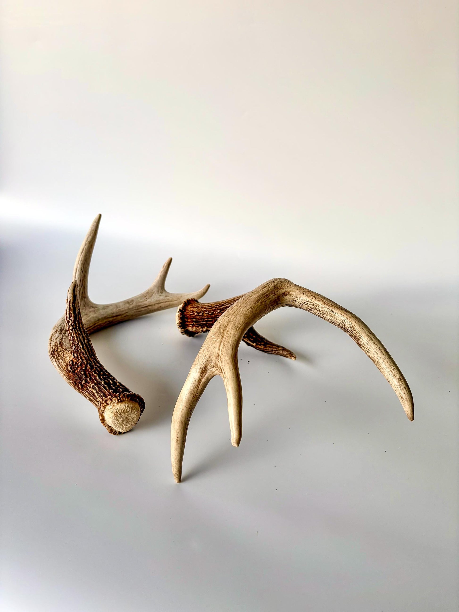 Deer Antlers - White-tailed Deer Matching set. Canadian Buck. Crafting and Decor Antlers