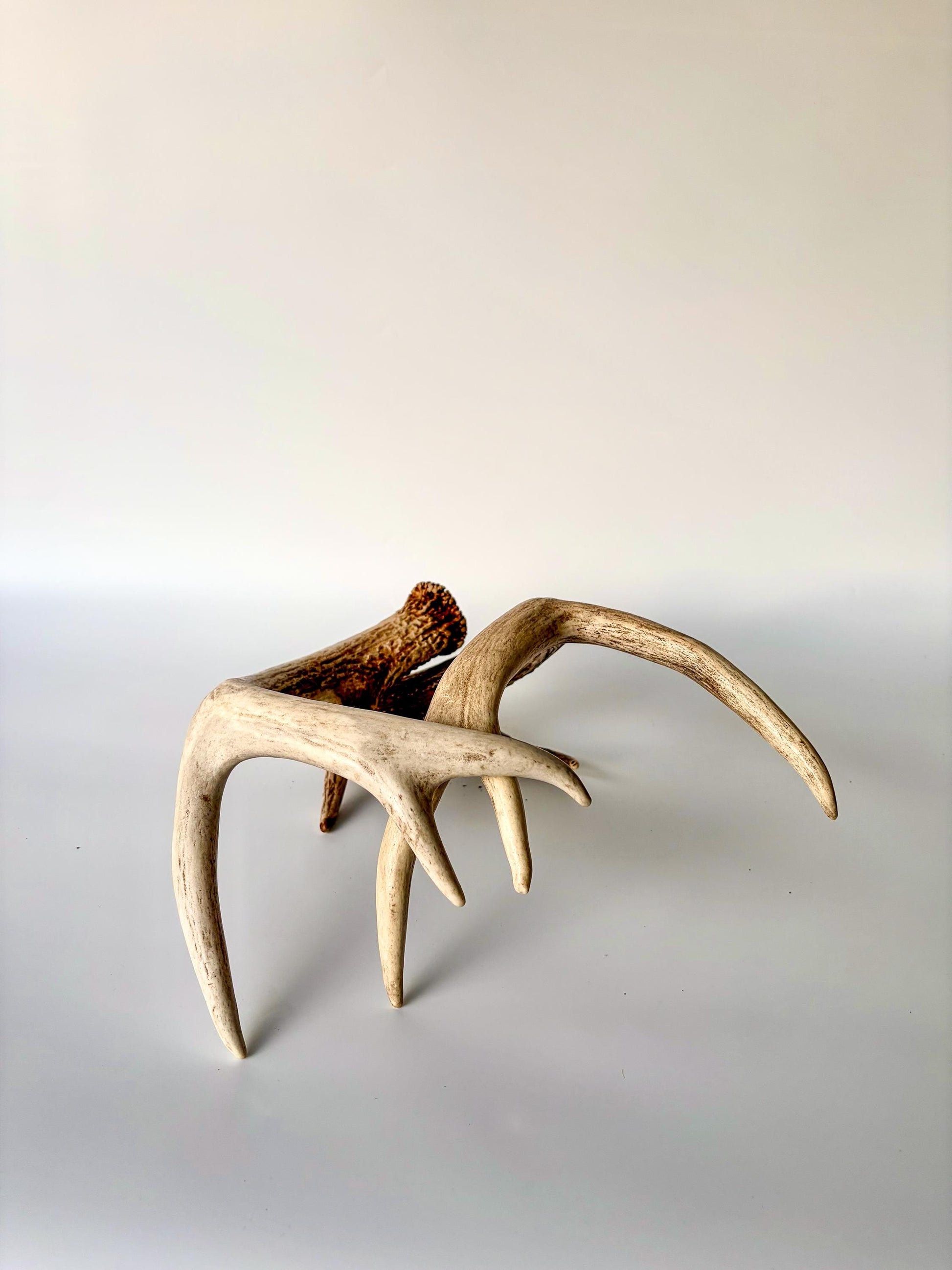 Deer Antlers - White-tailed Deer Matching set. Canadian Buck. Crafting and Decor Antlers