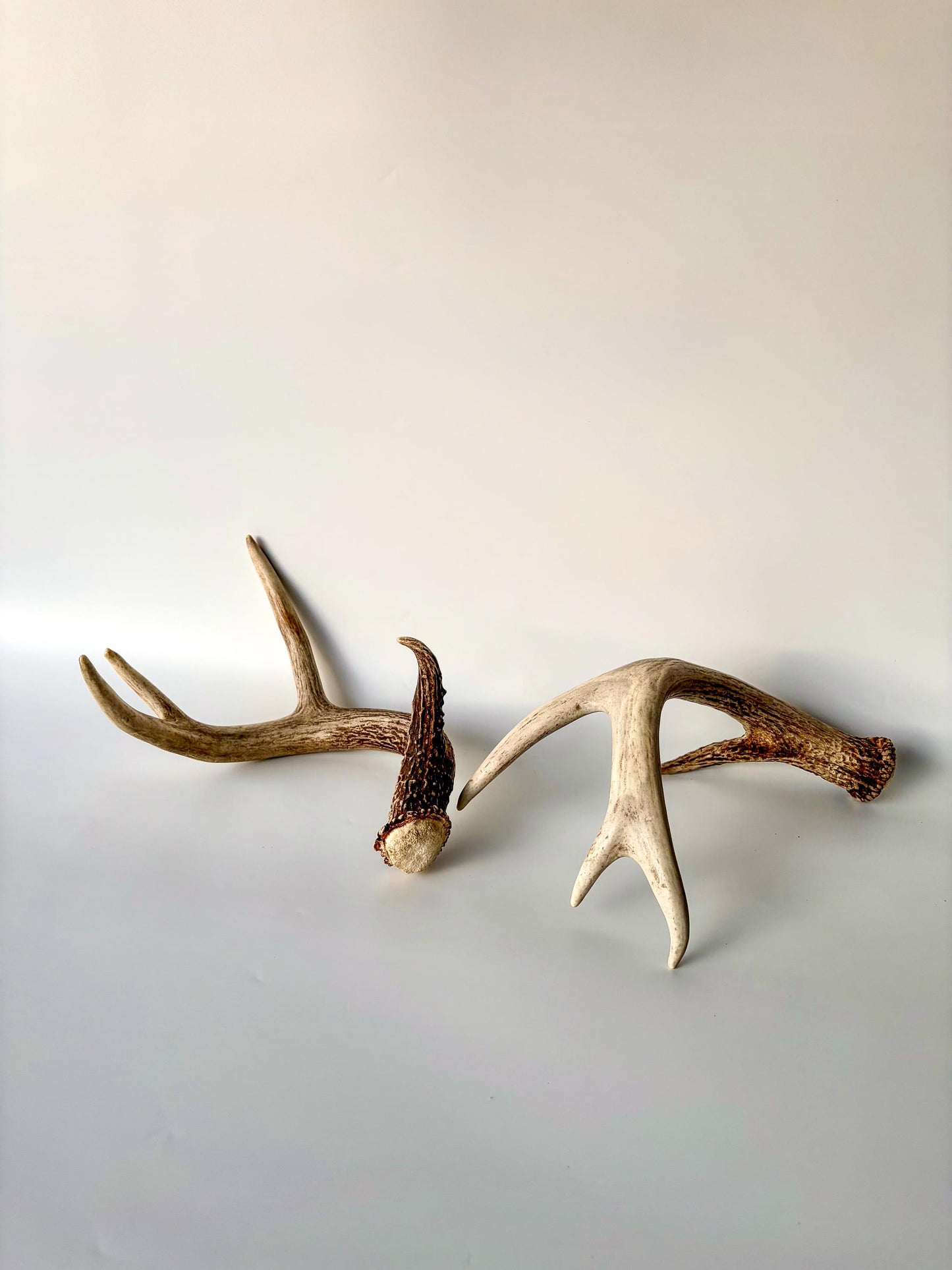 Deer Antlers - White-tailed Deer Matching set. Canadian Buck. Crafting and Decor Antlers