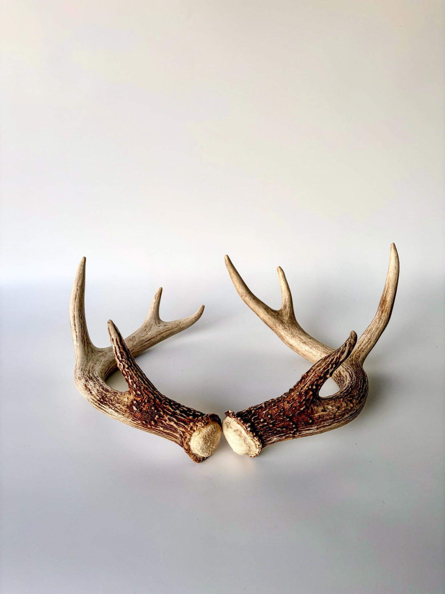 Deer Antlers - White-tailed Deer Matching set. Canadian Buck. Crafting and Decor Antlers