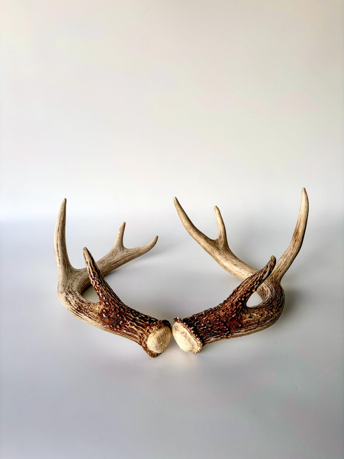 Deer Antlers - White-tailed Deer Matching set. Canadian Buck. Crafting and Decor Antlers