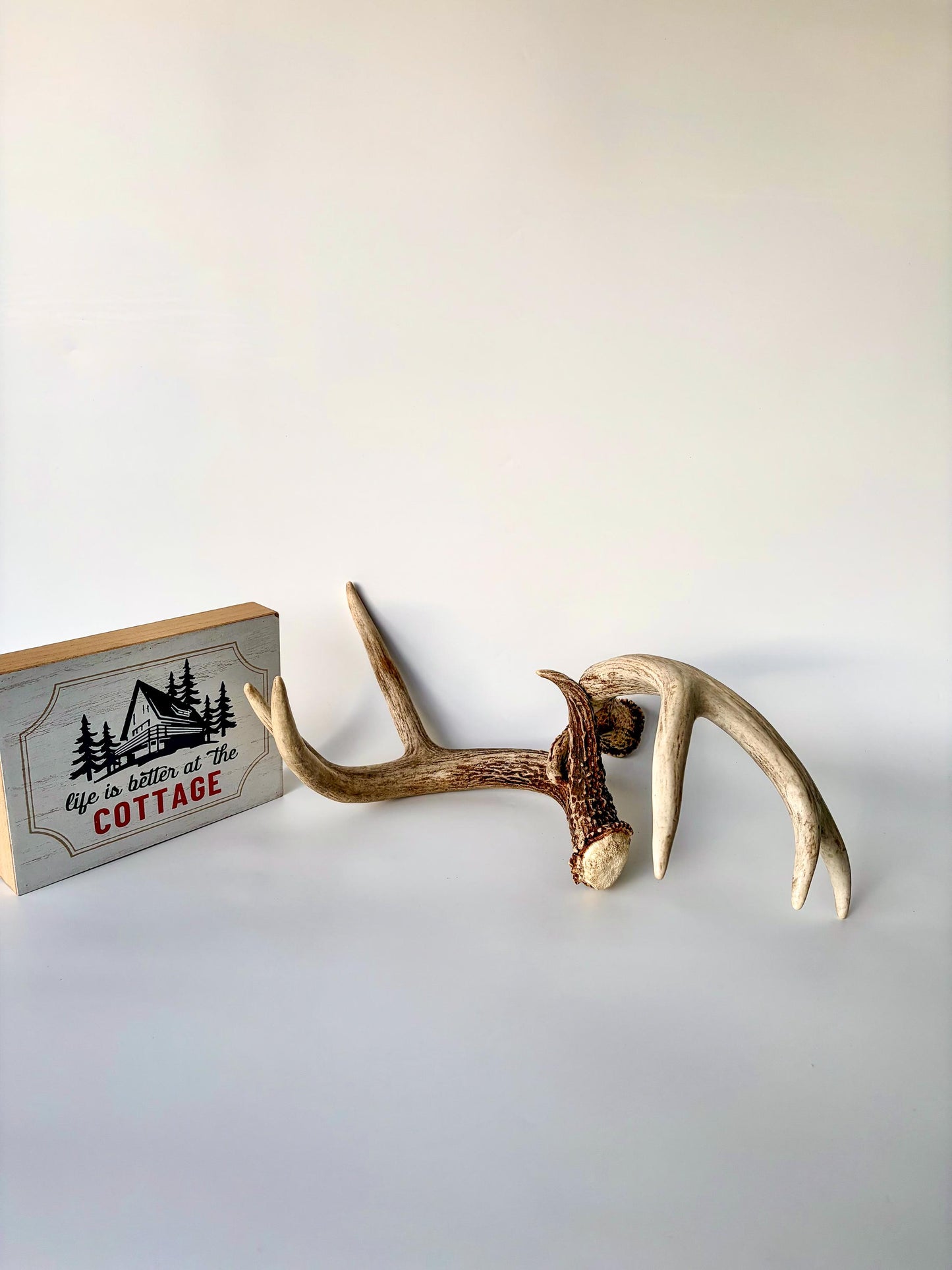 Deer Antlers - White-tailed Deer Matching set. Canadian Buck. Crafting and Decor Antlers