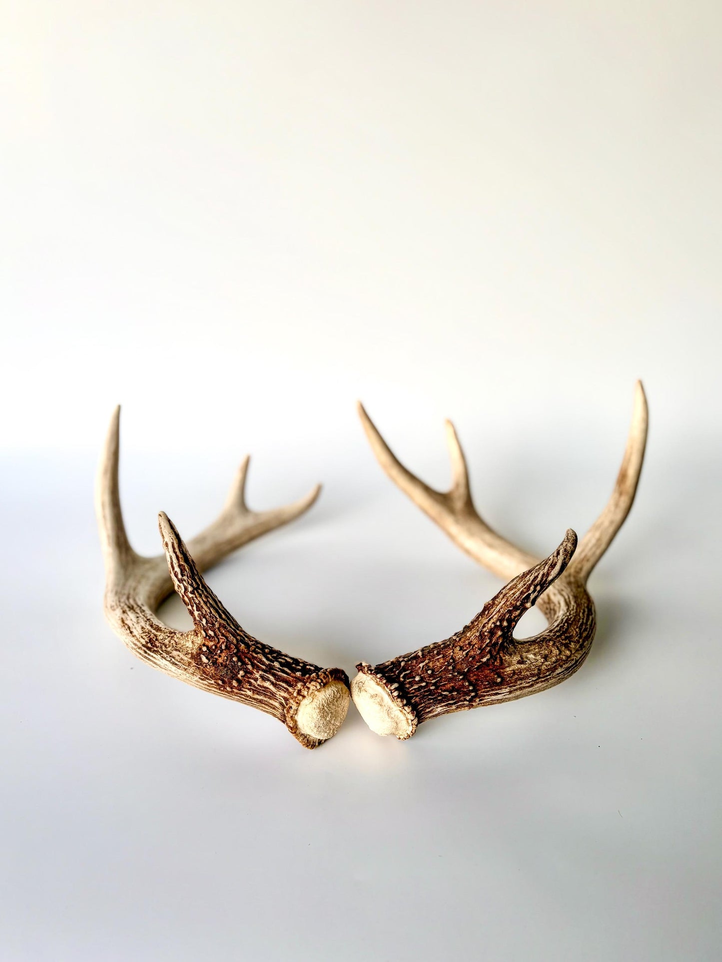 Deer Antlers - White-tailed Deer Matching set. Canadian Buck. Crafting and Decor Antlers